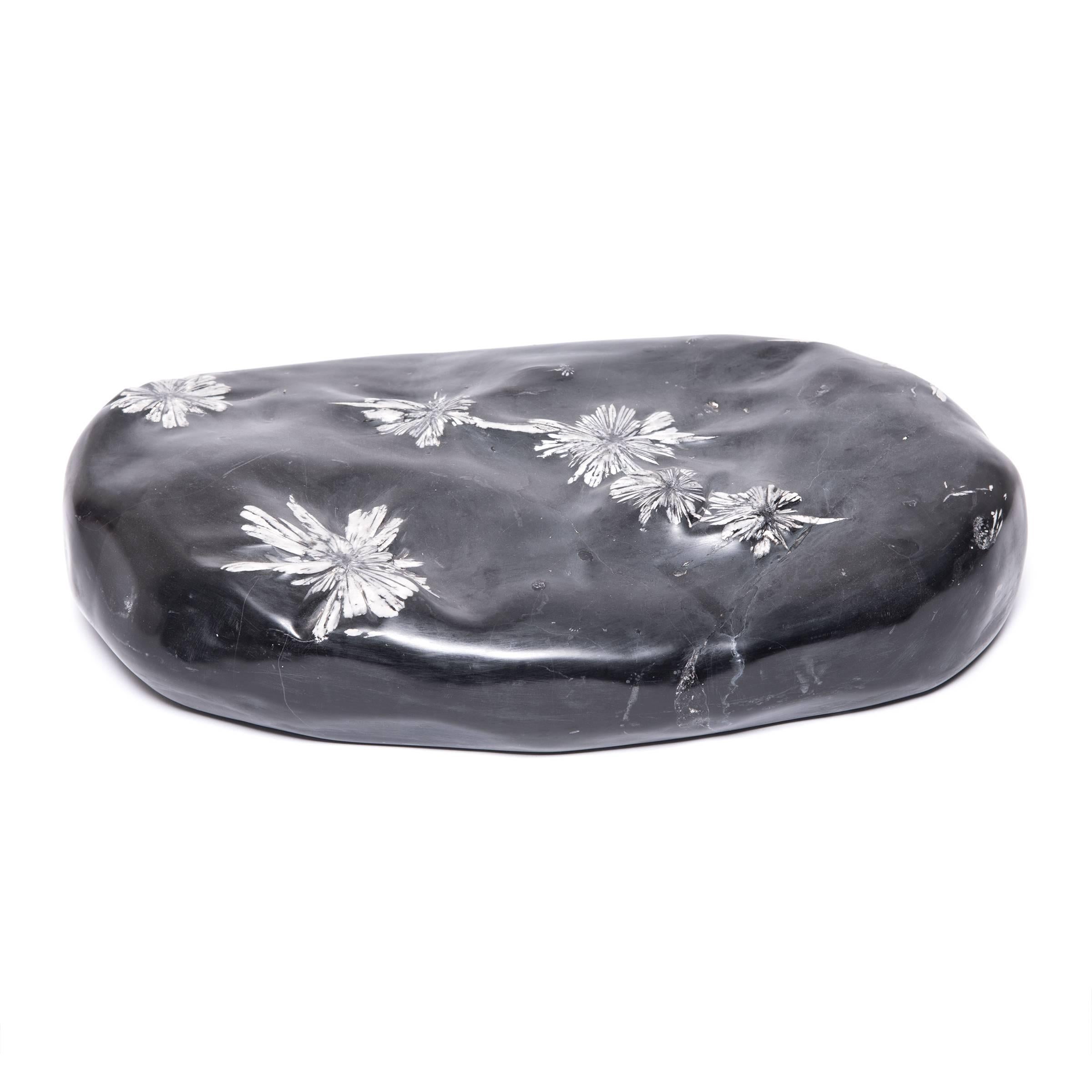 Chrysanthemum stones, formed hundreds of millions of years ago, are appreciated for their naturally occurring celestine crystals, which resemble chrysanthemum blossoms. Our artisans in Shandong thoughtfully polished this specimen to add dimension to
