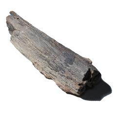 Chinese "Tree Jade" Petrified Wood Specimen 4