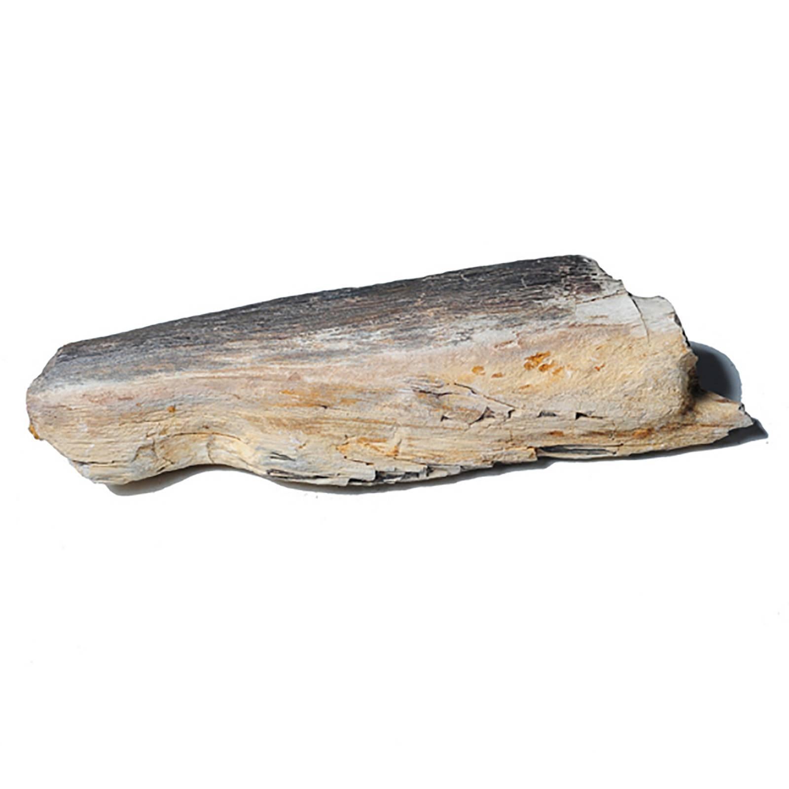 Like scholars' rocks, petrified, or fossilized, wood is appreciated for its natural beauty. Sometimes called 