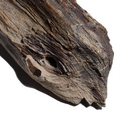 Chinese "Tree Jade" Petrified Wood Specimen
