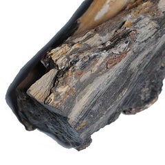 Chinese "Tree Jade" Petrified Wood Specimen