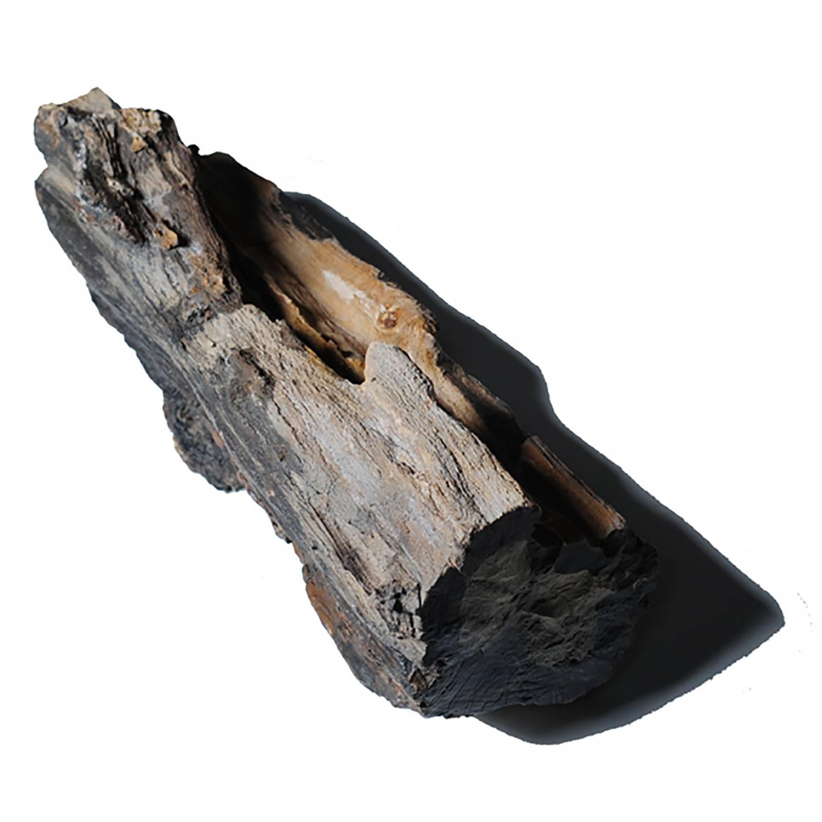 Chinese "Tree Jade" Petrified Wood Specimen