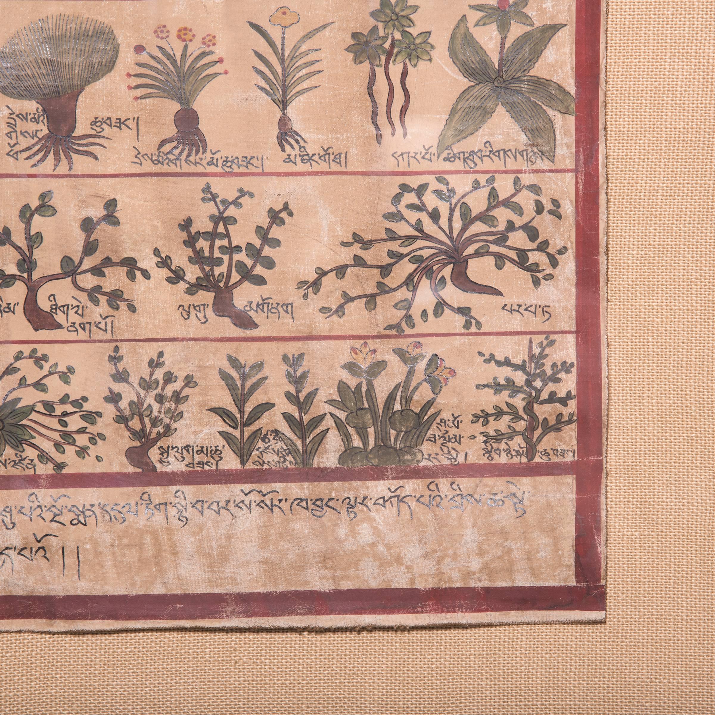 19th Century Tibetan Botanical Healer Painting