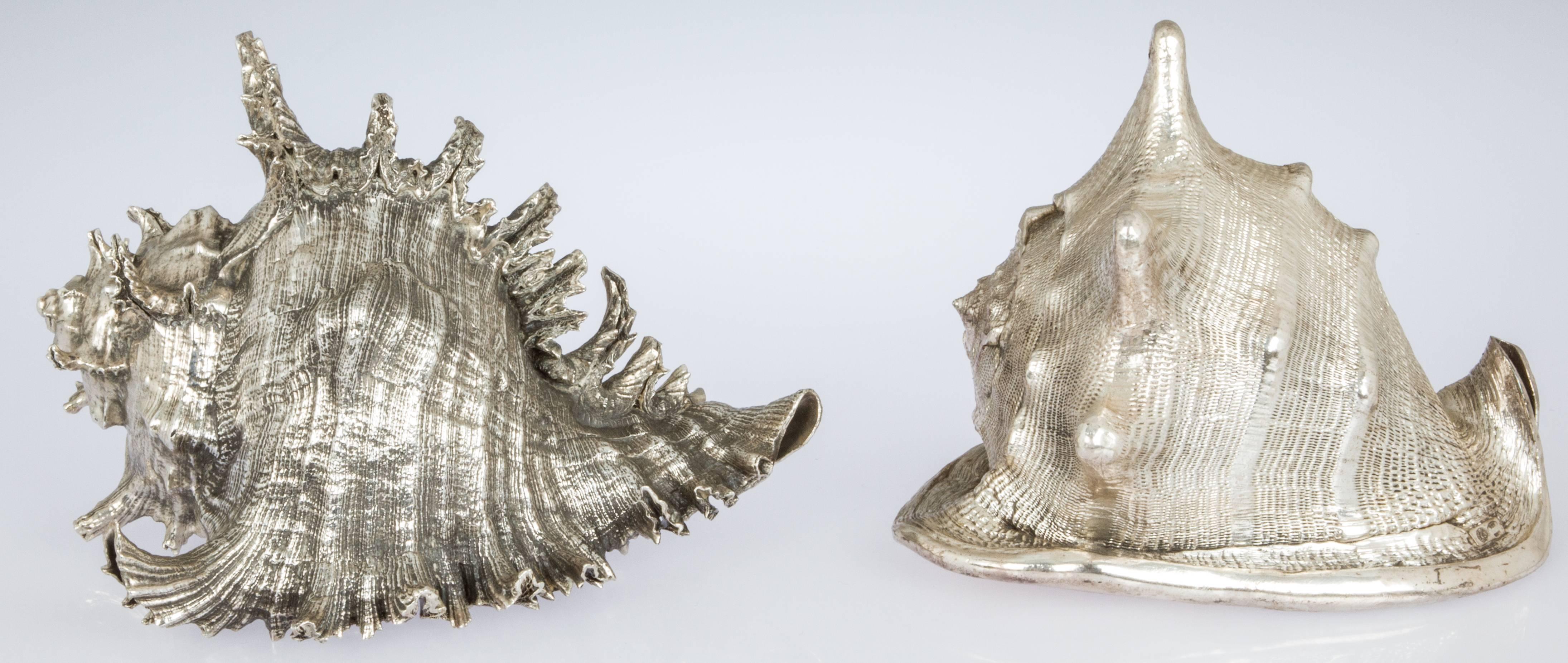 These are beautiful, finely detailed sterling silver-clad shells. 

The Helmut shell is 6