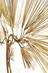 Large Curtis Jere Brutalist Brass Tree Wall Sculpture