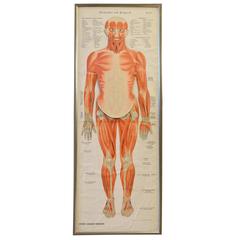 Extremely Rare 19th Century Articulated Anatomy Chart