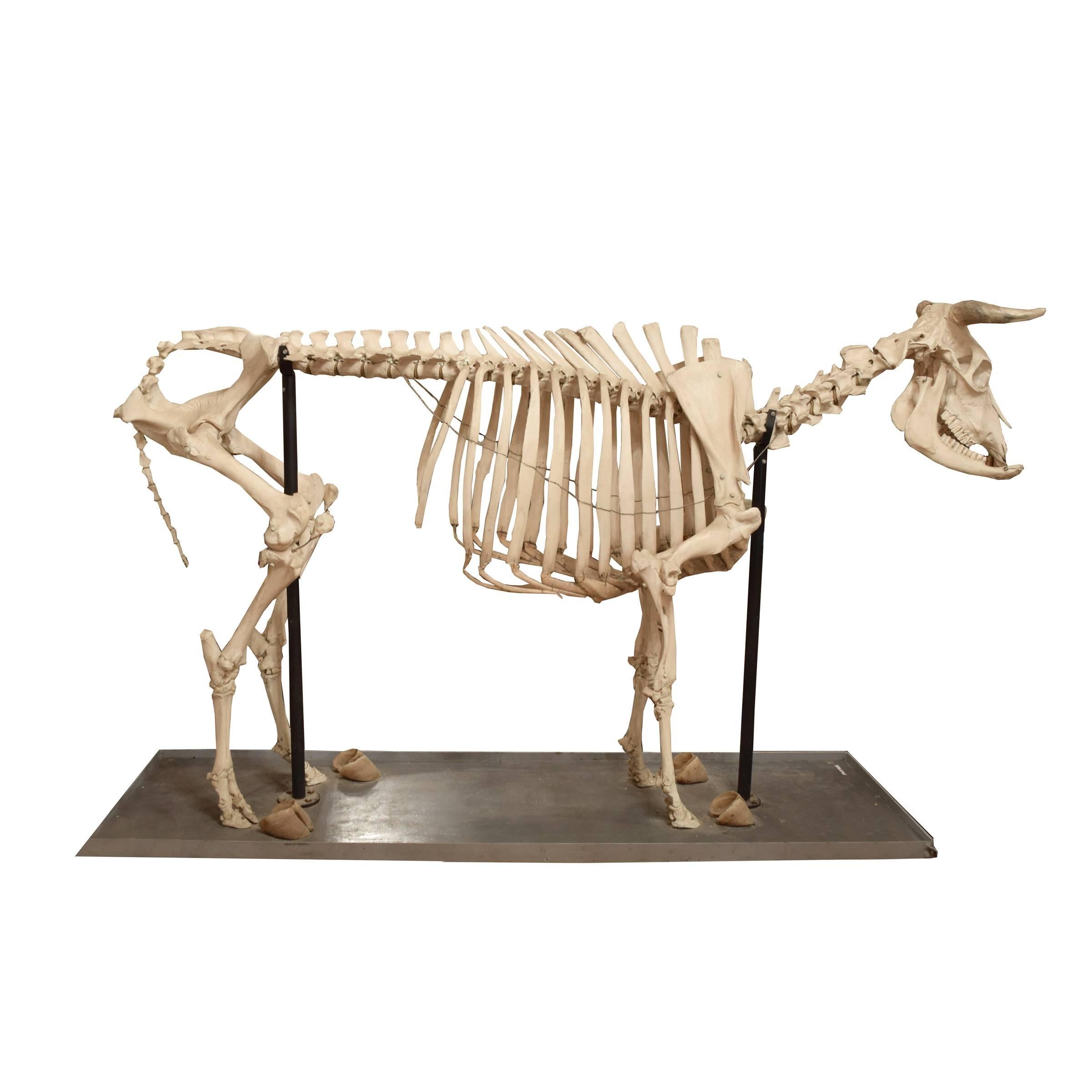 Scientific Anatomical Model of a Cow Skeleton