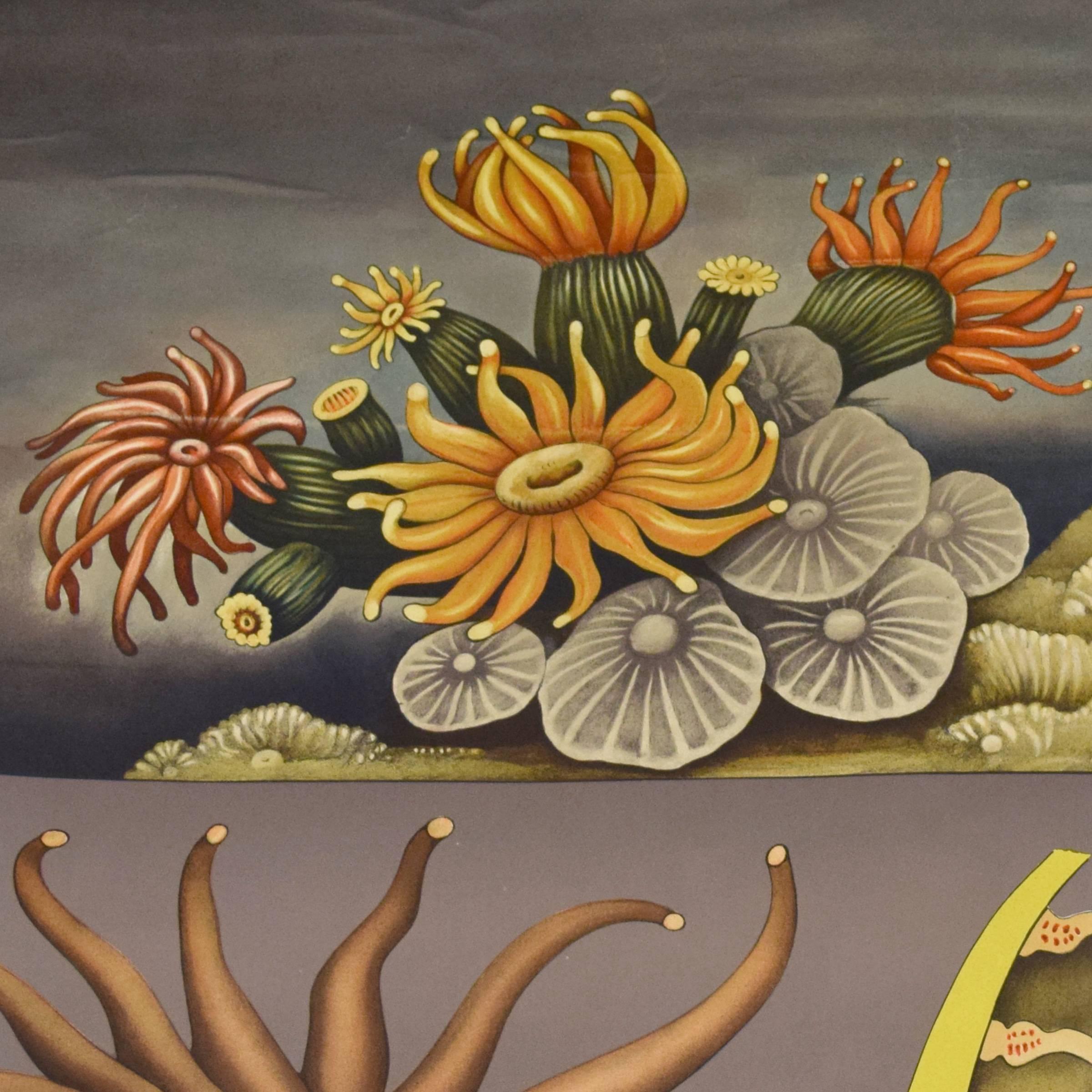 20th Century German Educational Poster of Sea Anemone