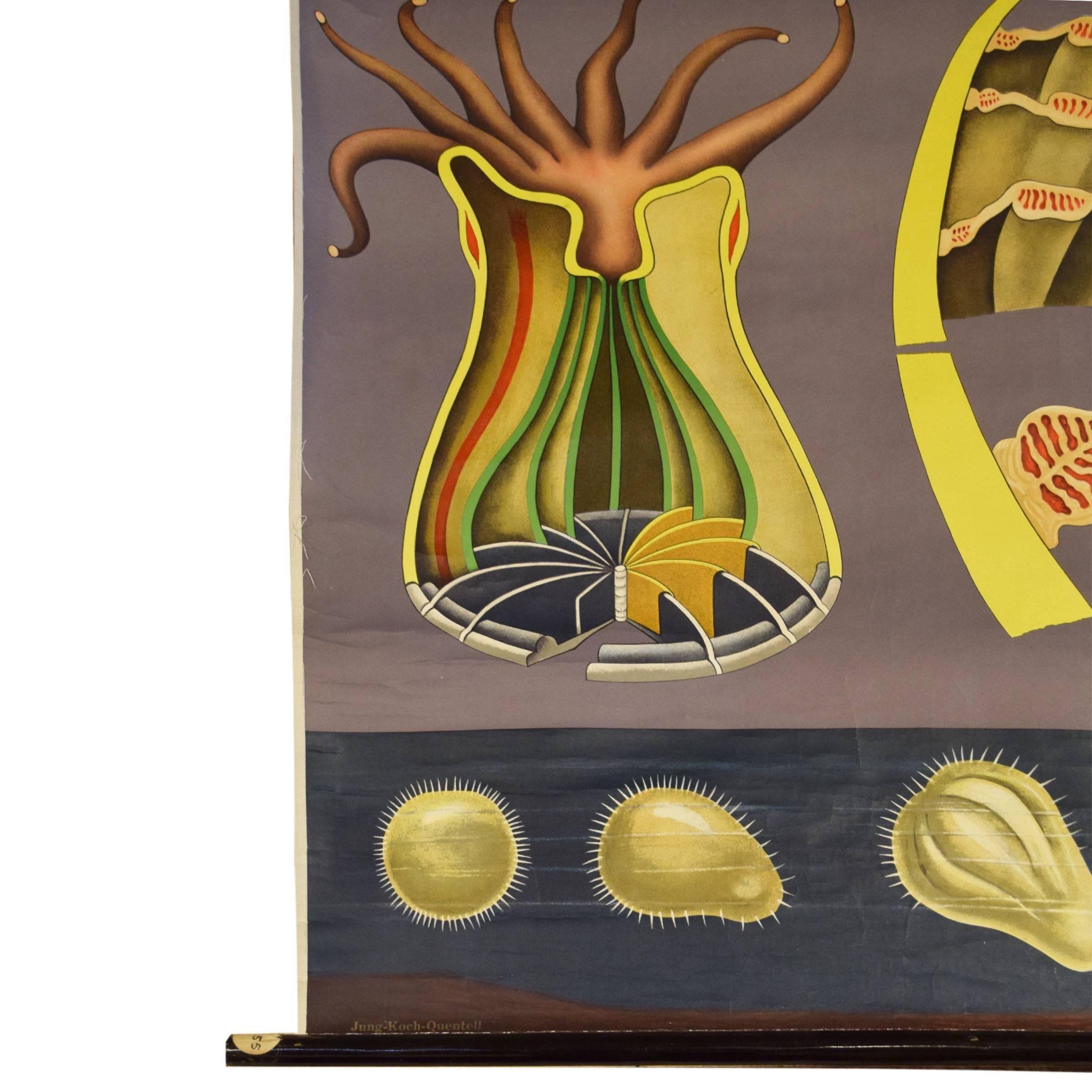 German rolled lithograph wall poster of sea anemone illustrated by Jung Koch Quentell and published by Lehrmittelverlag Hagemann, Düsseldorf, the leading producer of educational botanical and zoological charts in the world, circa 1960.