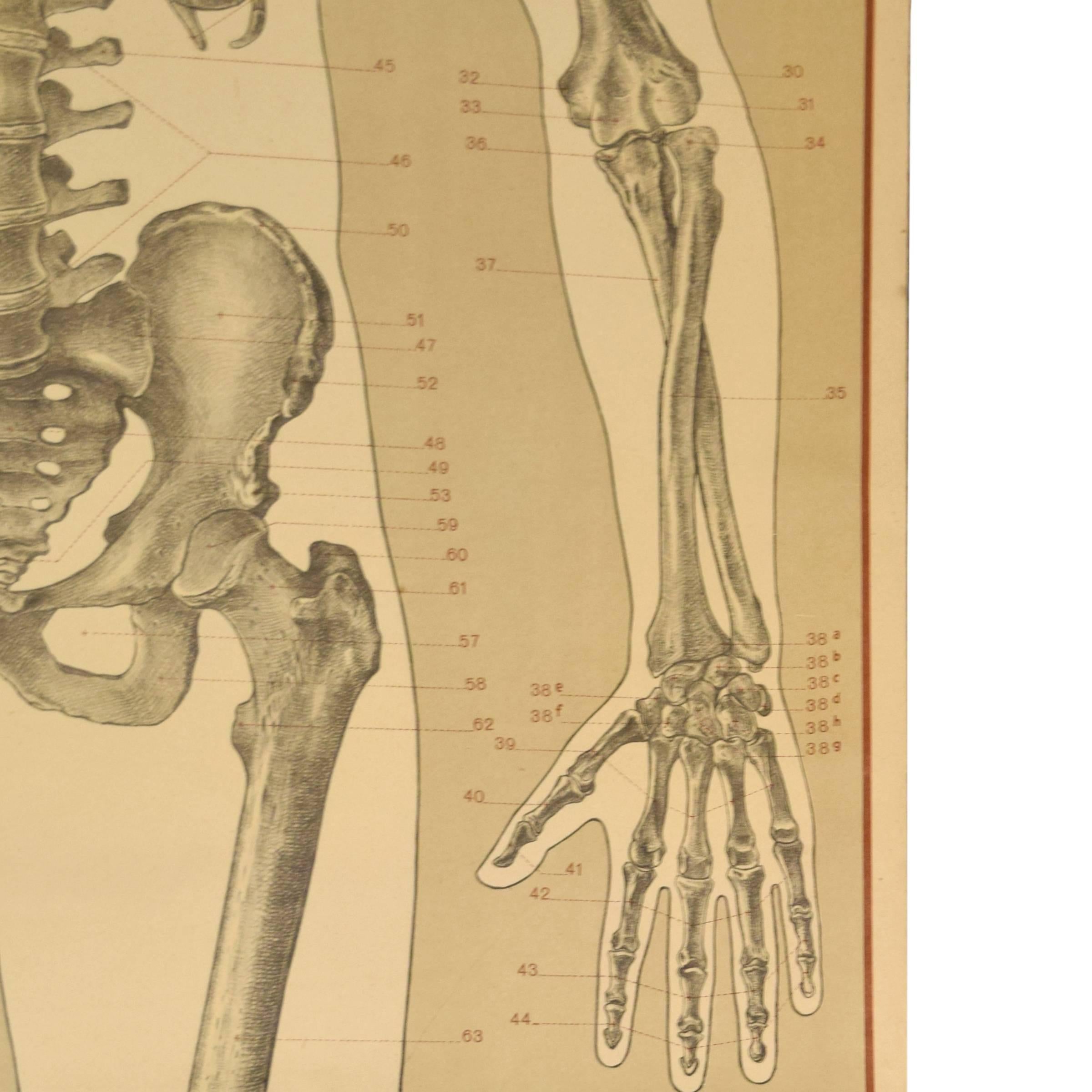 An anatomical skeleton poster of a human skeleton from the Deutsche Hygiene Museum printed by Landesdruckerei Sachsen of Dresden, Germany, circa 1910.

