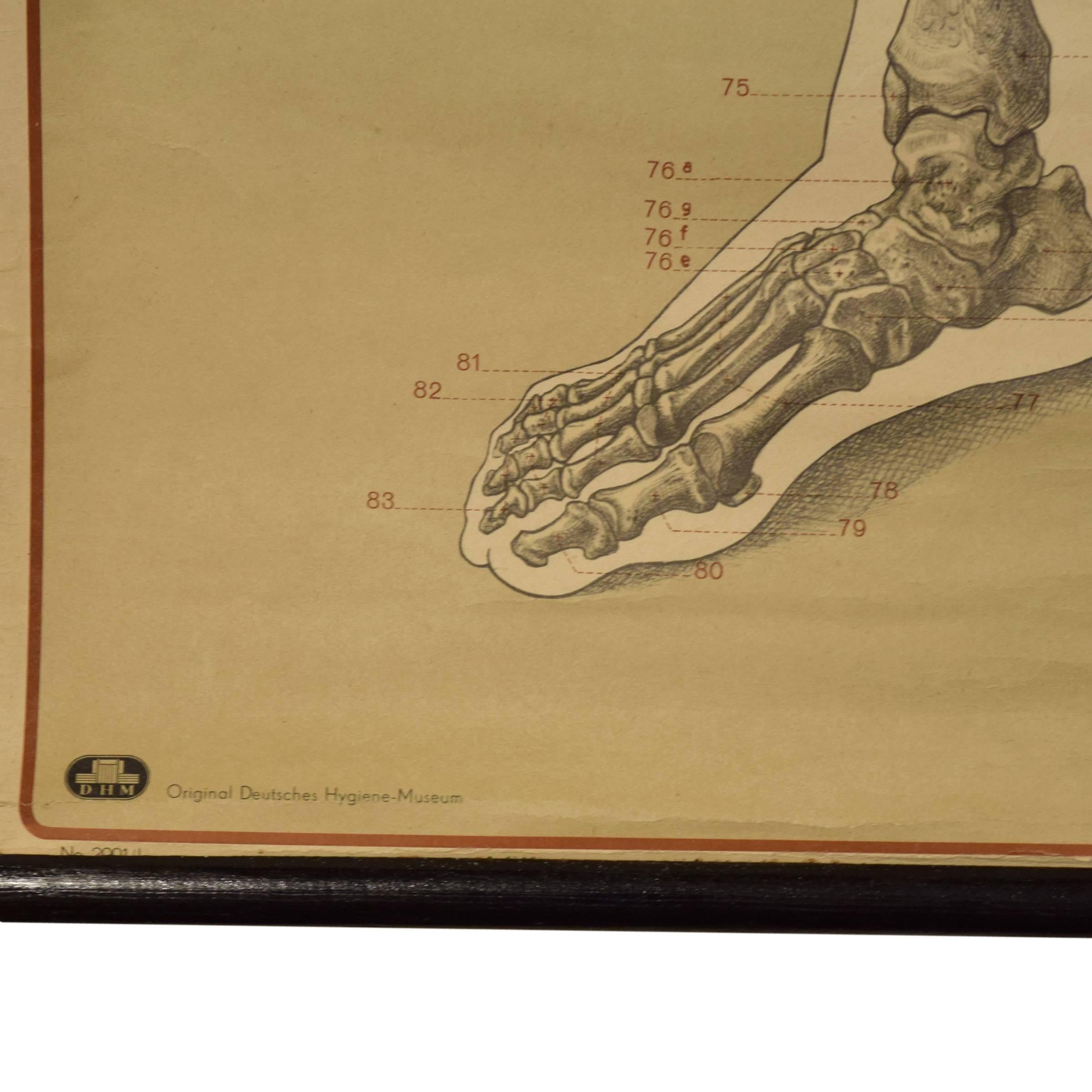 Skeleton Poster from the Deutsche Hygiene Museum In Fair Condition In Chicago, IL
