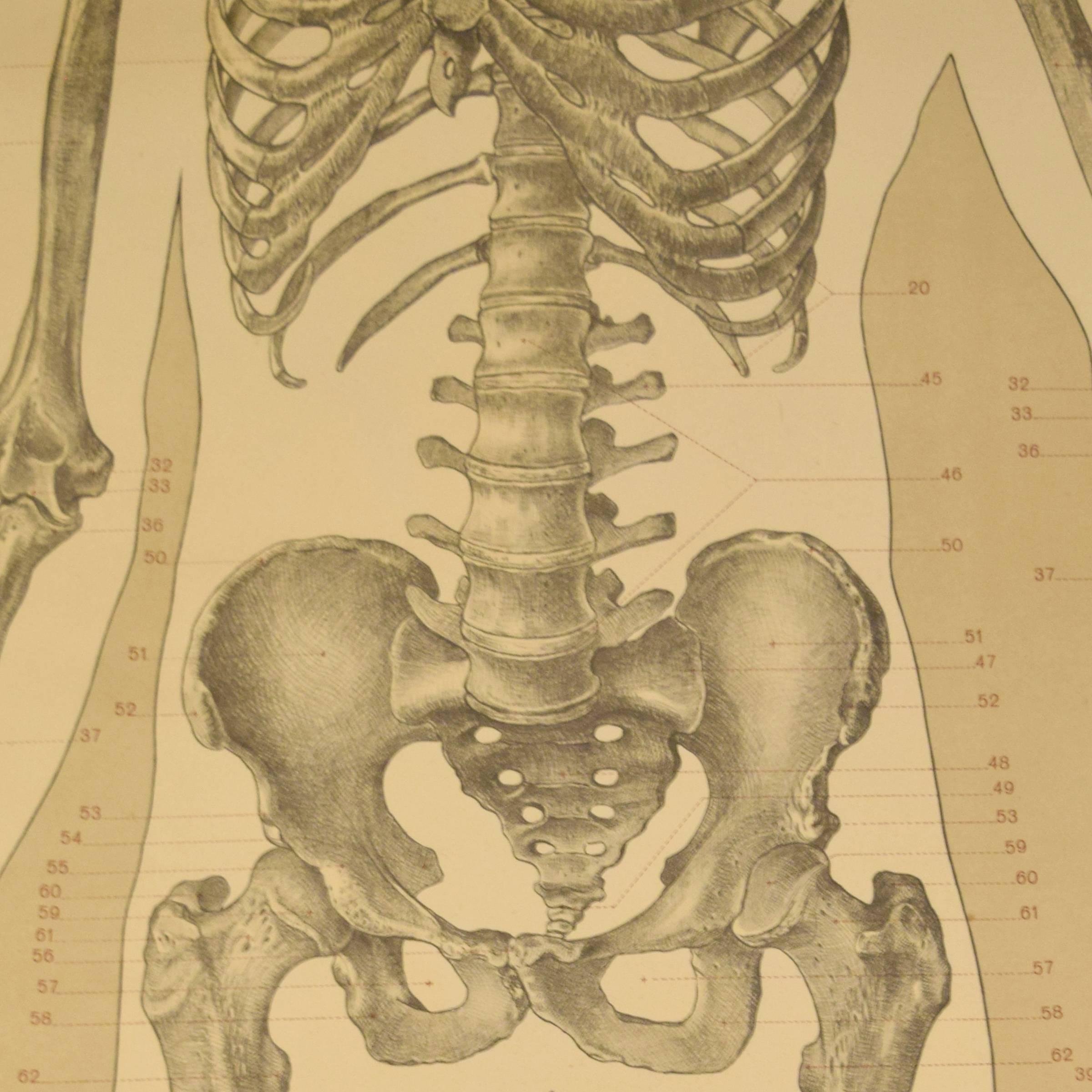 German Skeleton Poster from the Deutsche Hygiene Museum