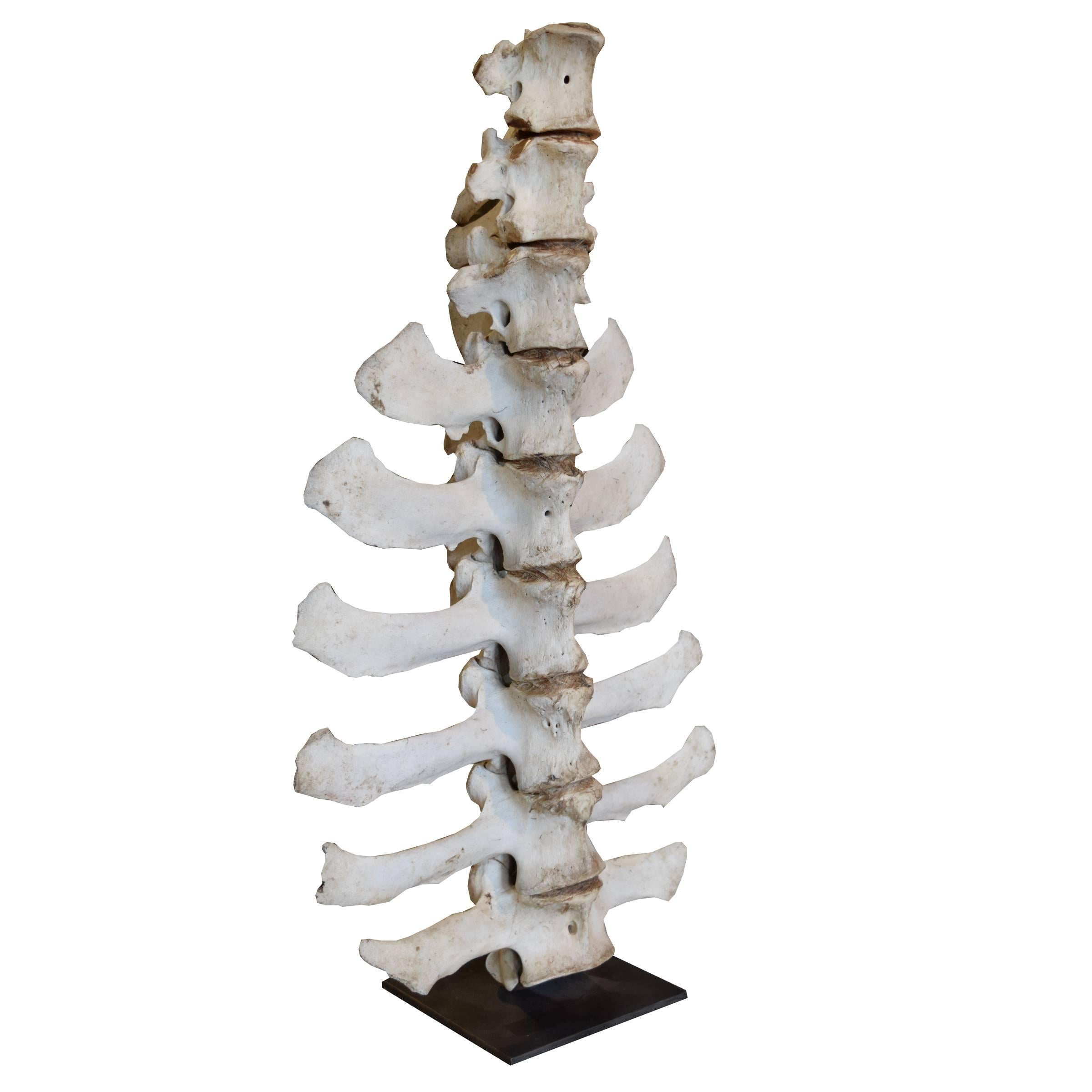 A sculptural section of a cow spine on a custom mount.
