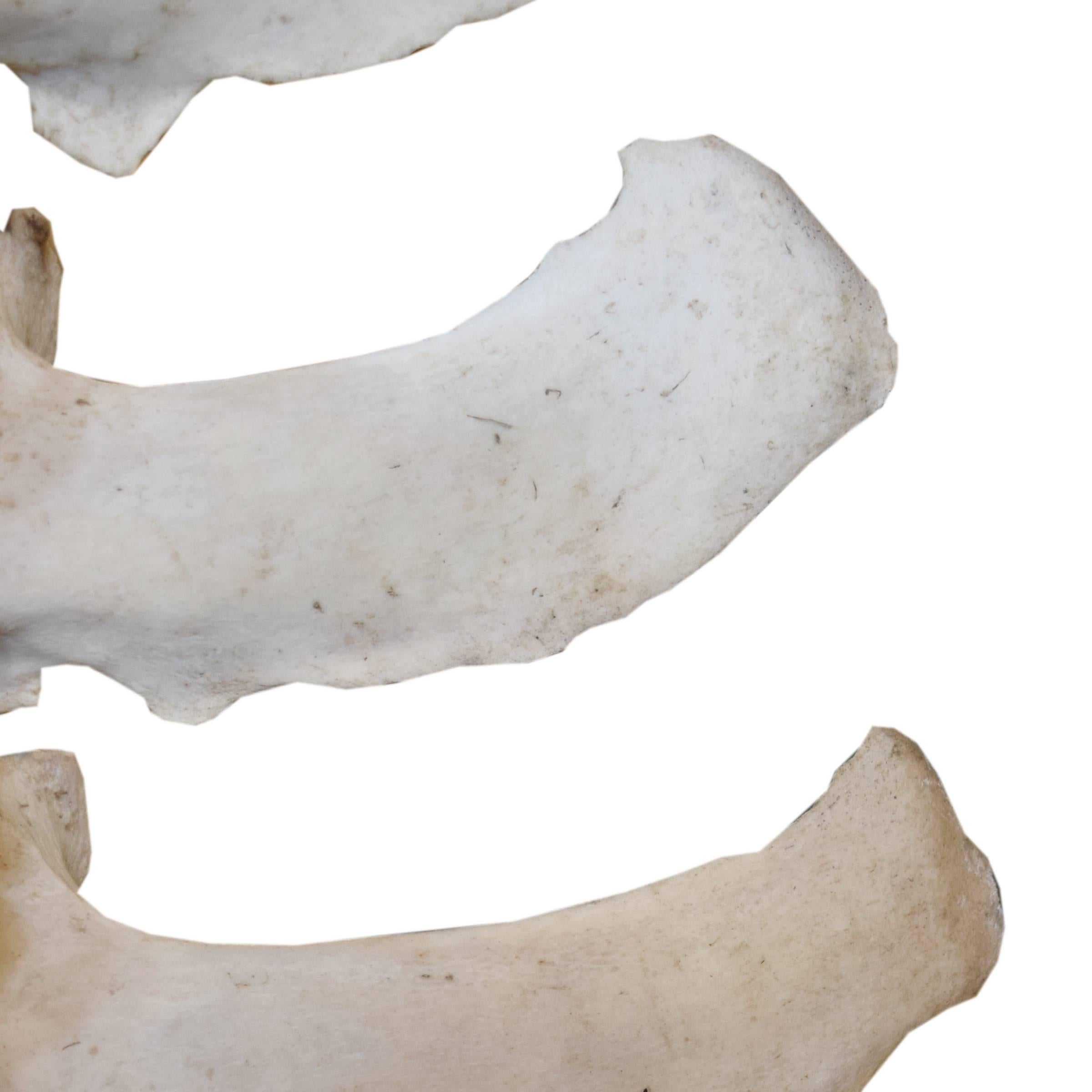 cow vertebrae bone