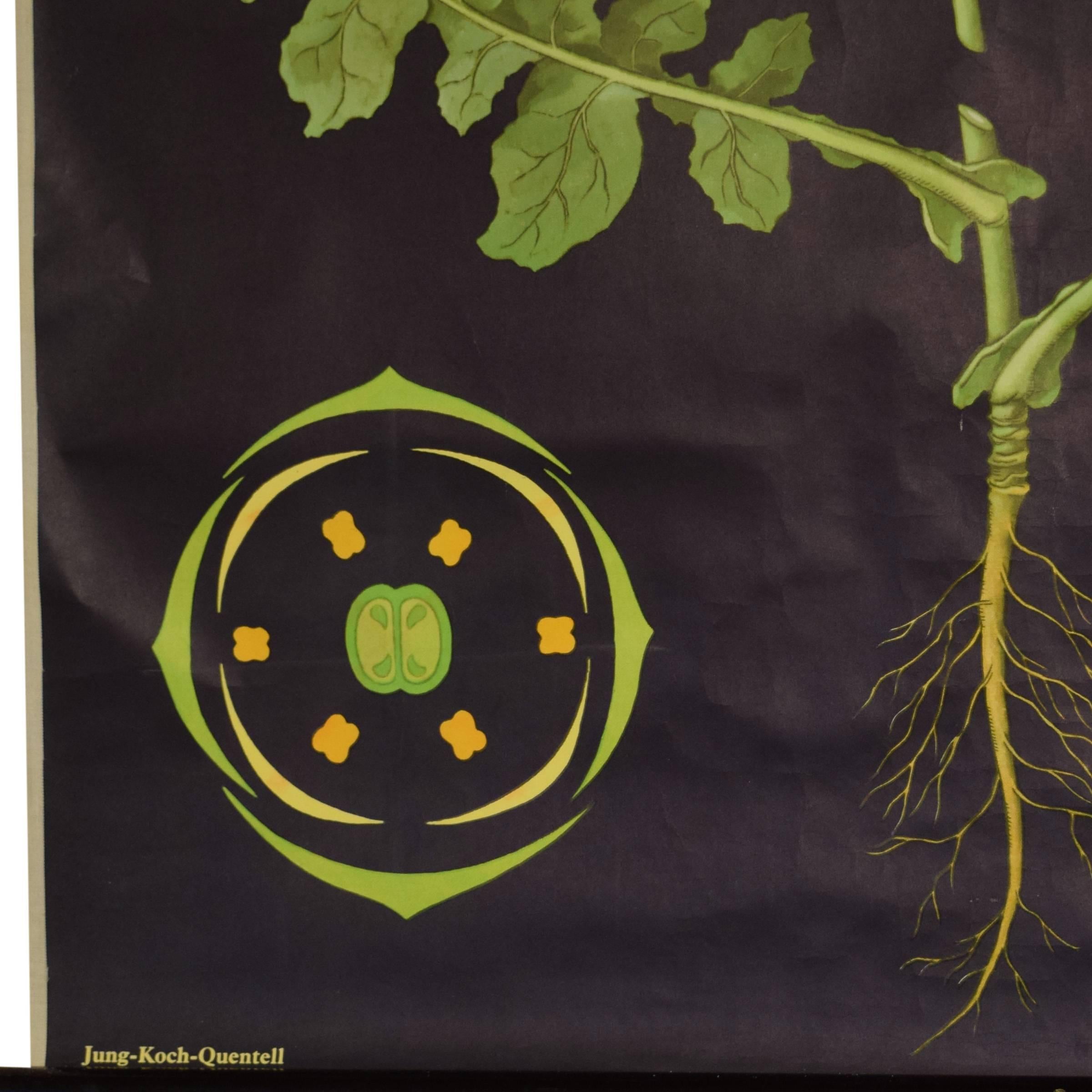 20th Century German Educational Poster of a Rapeseed Flower