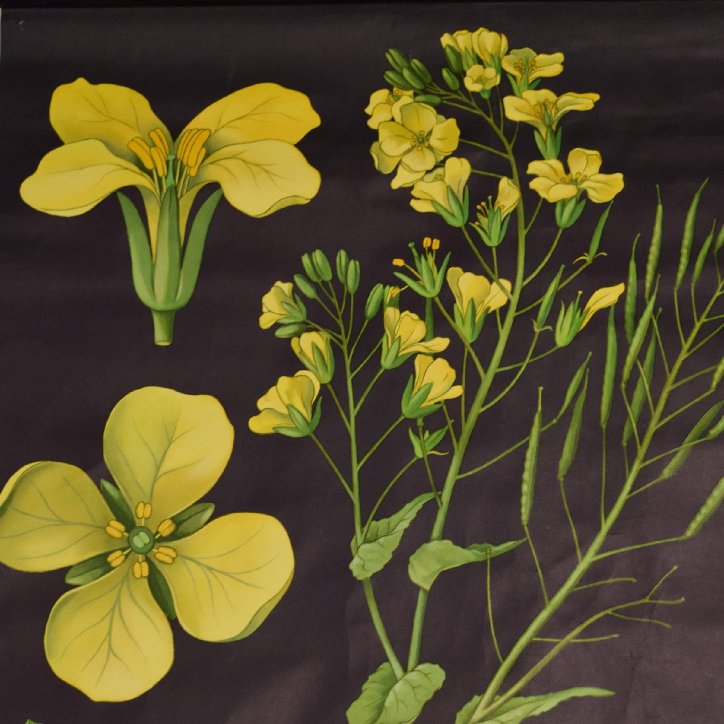 German rolled lithograph wall poster of a rapeseed flower illustrated by Jung Koch Quentell and published by Lehrmittelverlag Hagemann, Düsseldorf, the leading producer of educational botanical and zoological charts in the world, circa 1960.