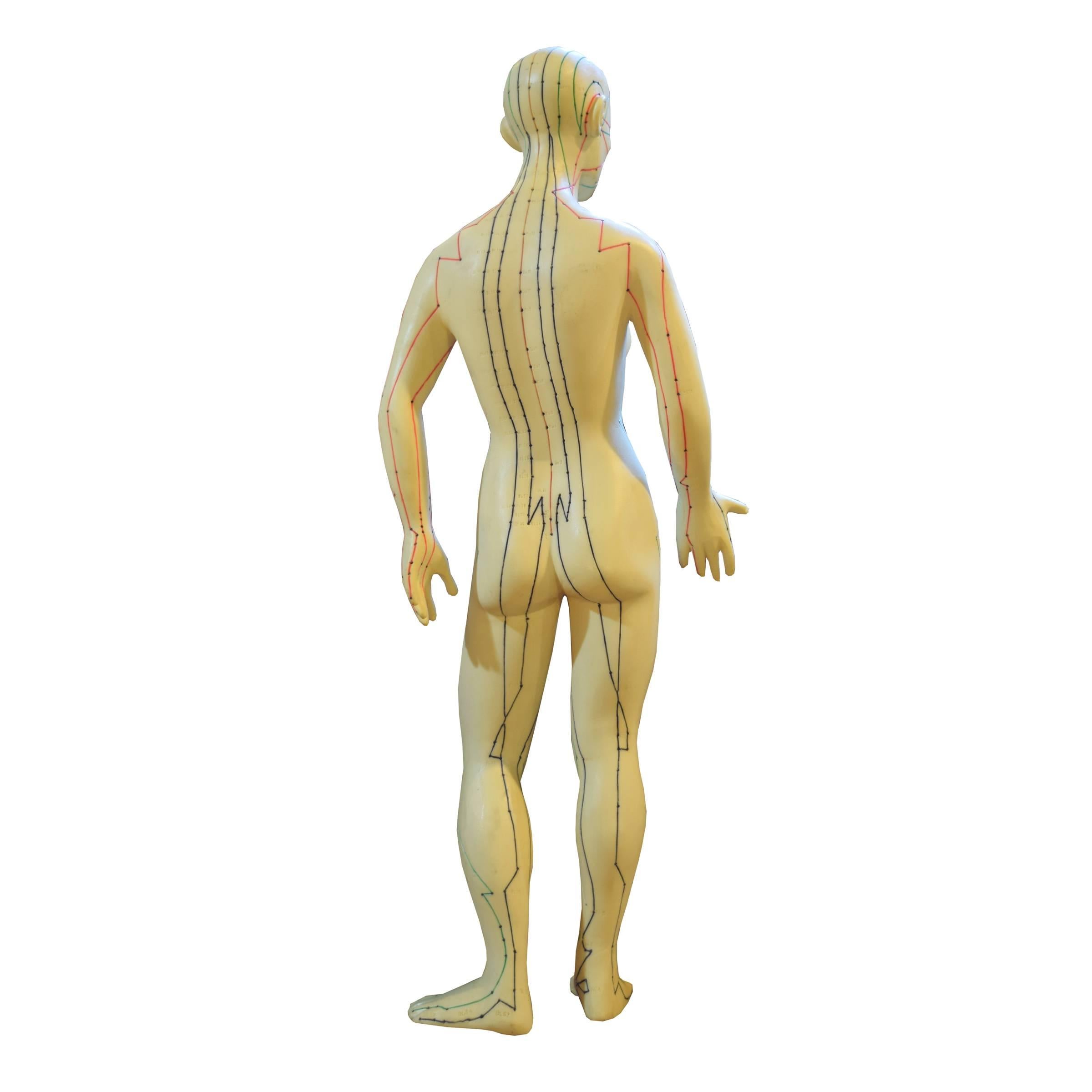 German Set of Male and Female Acupuncture Models