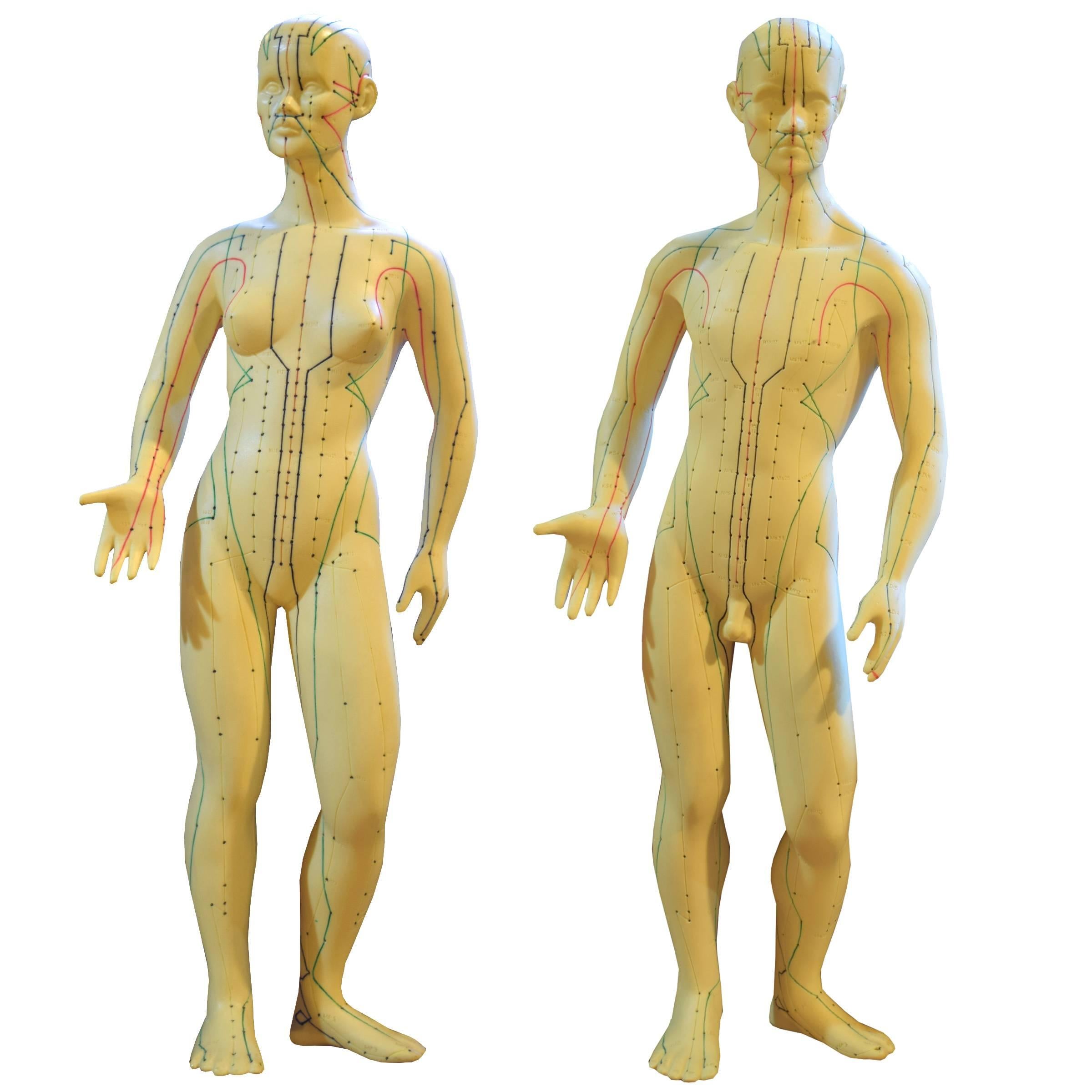 Set of Male and Female Acupuncture Models