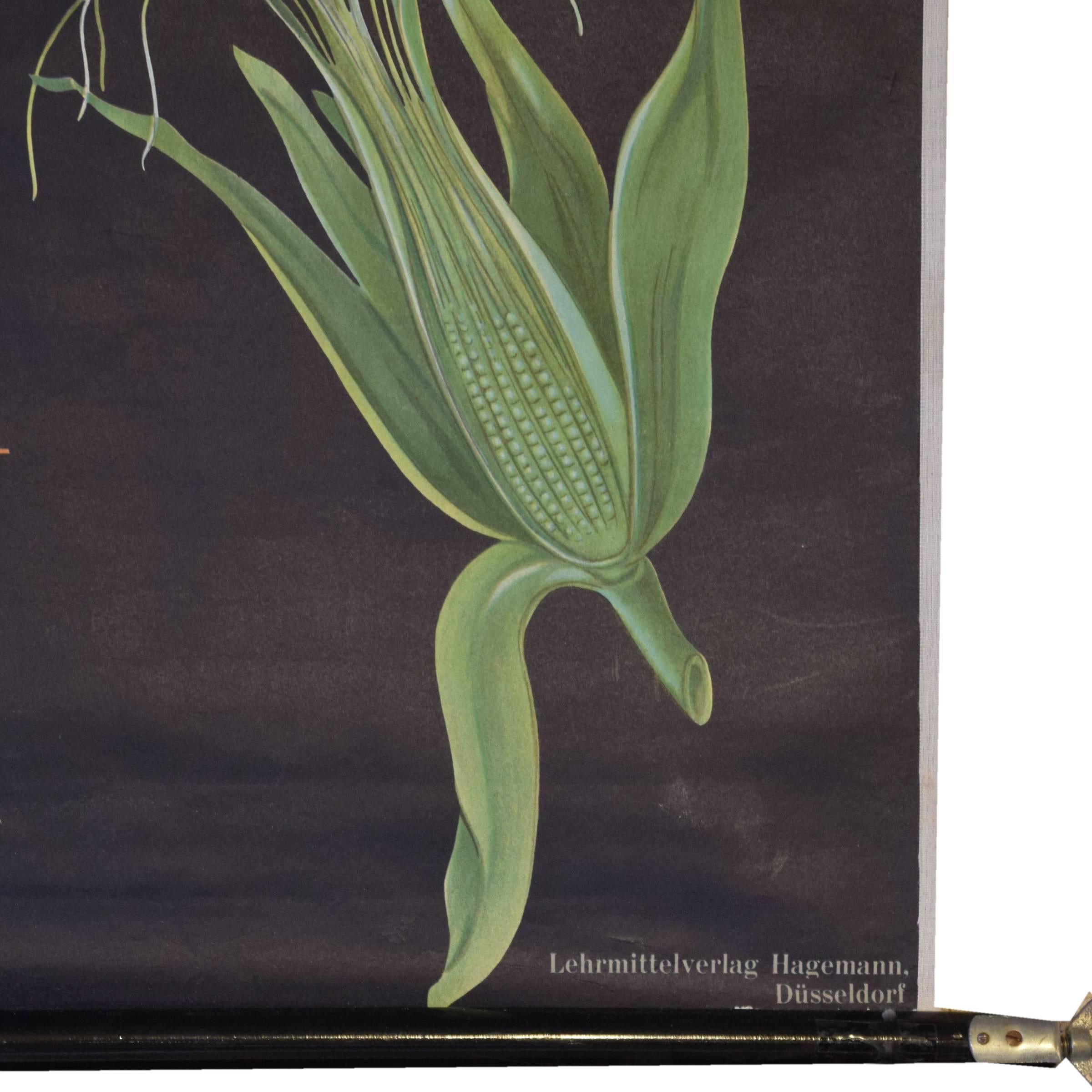 German education wall poster of corn illustrated by Jung-Koch-Quentell and published by Lehrmittelverlag Hagemann, Düsseldorf, the leading producer of educational botanical and zoological charts in the world.