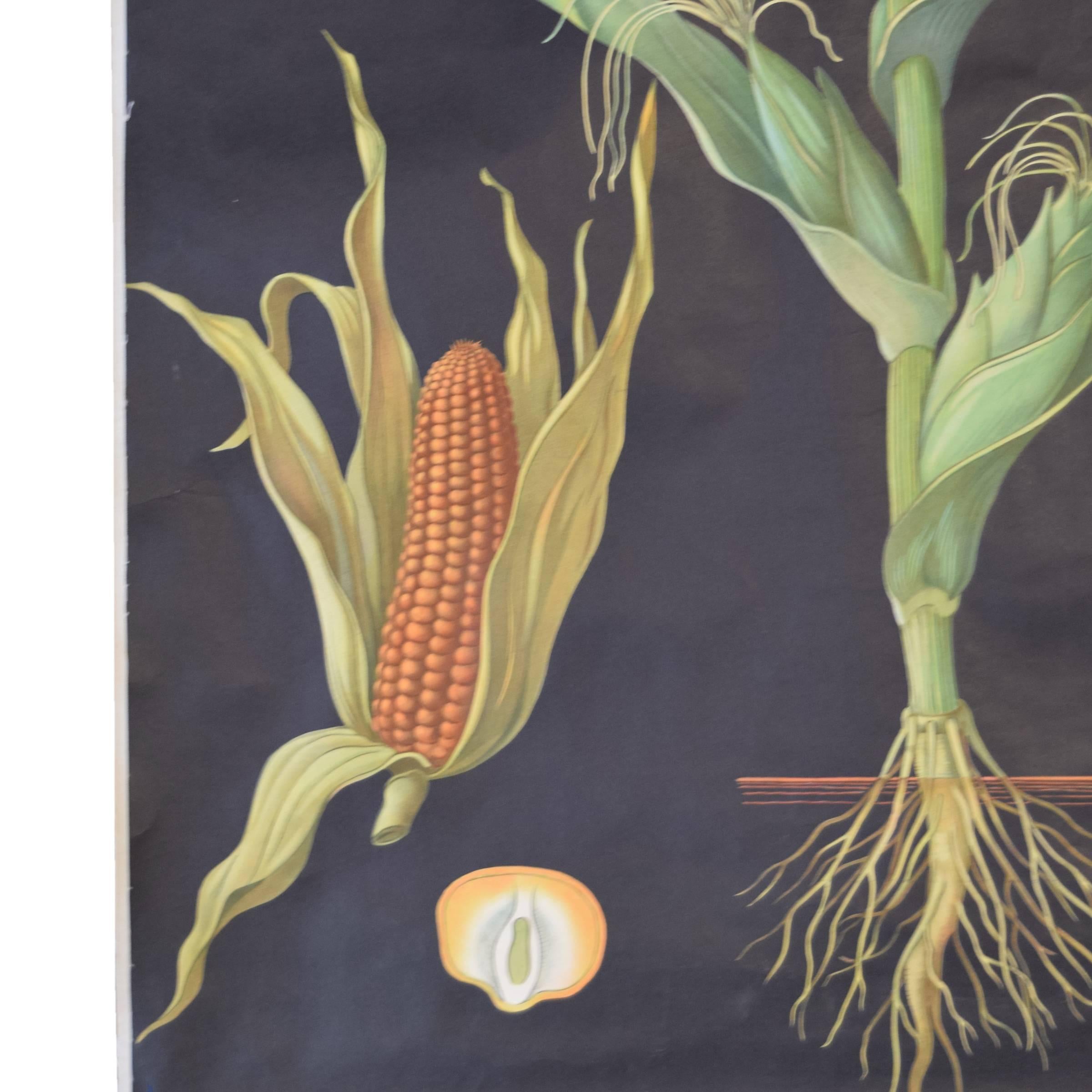 German Educational Poster of Corn In Excellent Condition In Chicago, IL