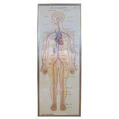 German Circulatory System Chart 1