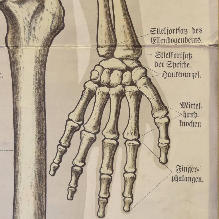 German Skeletal System Chart For Sale at 1stDibs