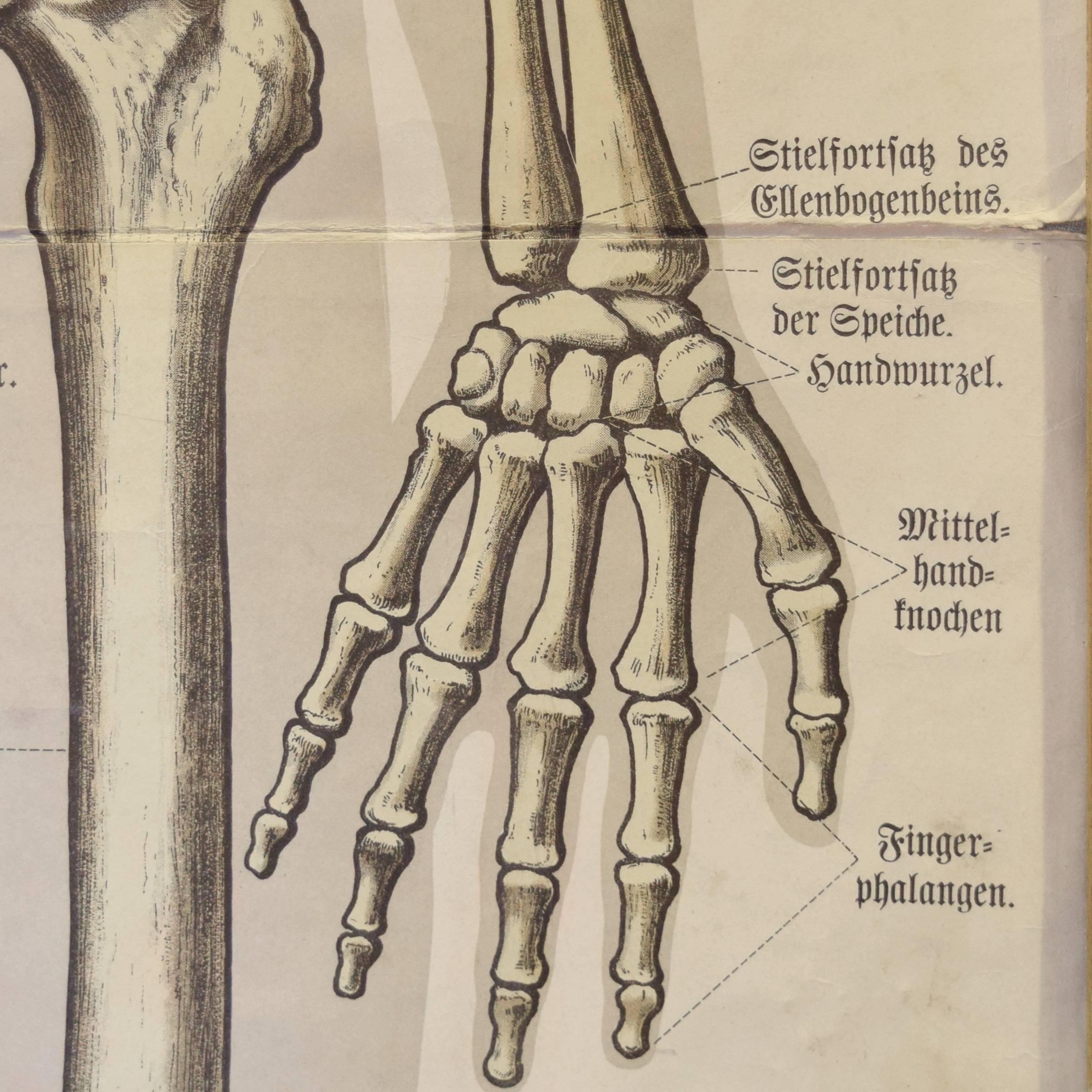 Wood German Skeletal System Chart
