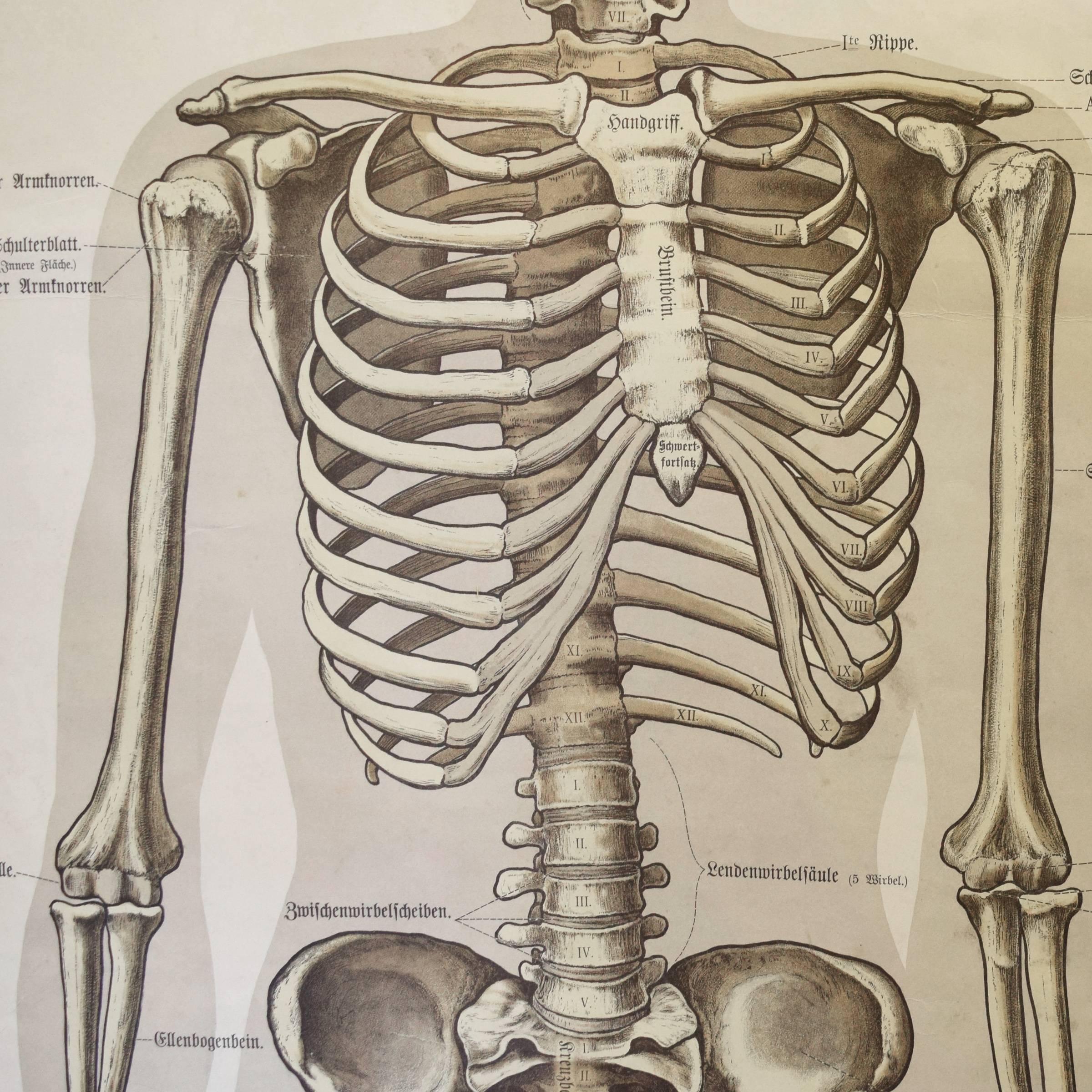 German Skeletal System Chart 1