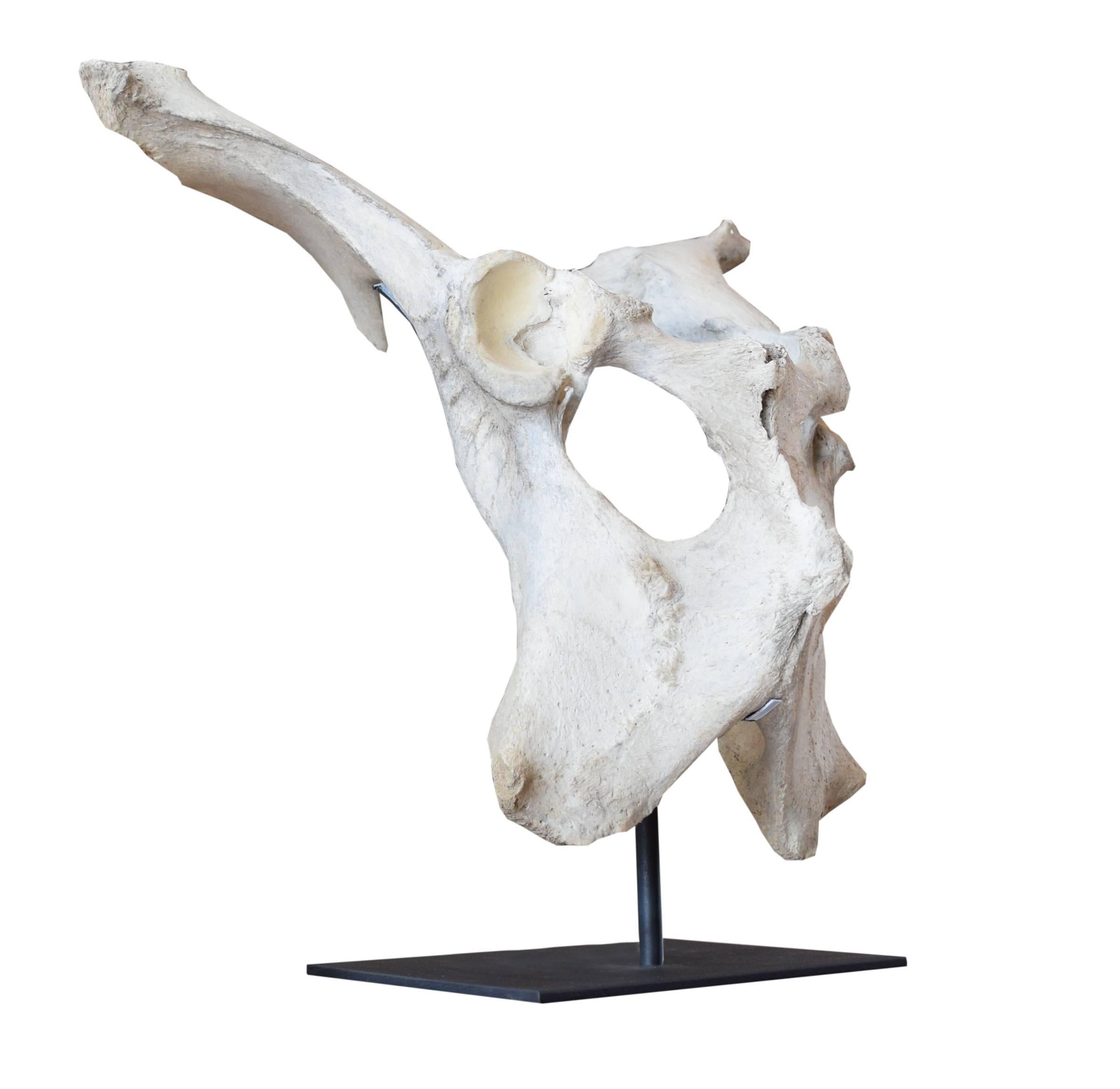 moose pelvic bone
