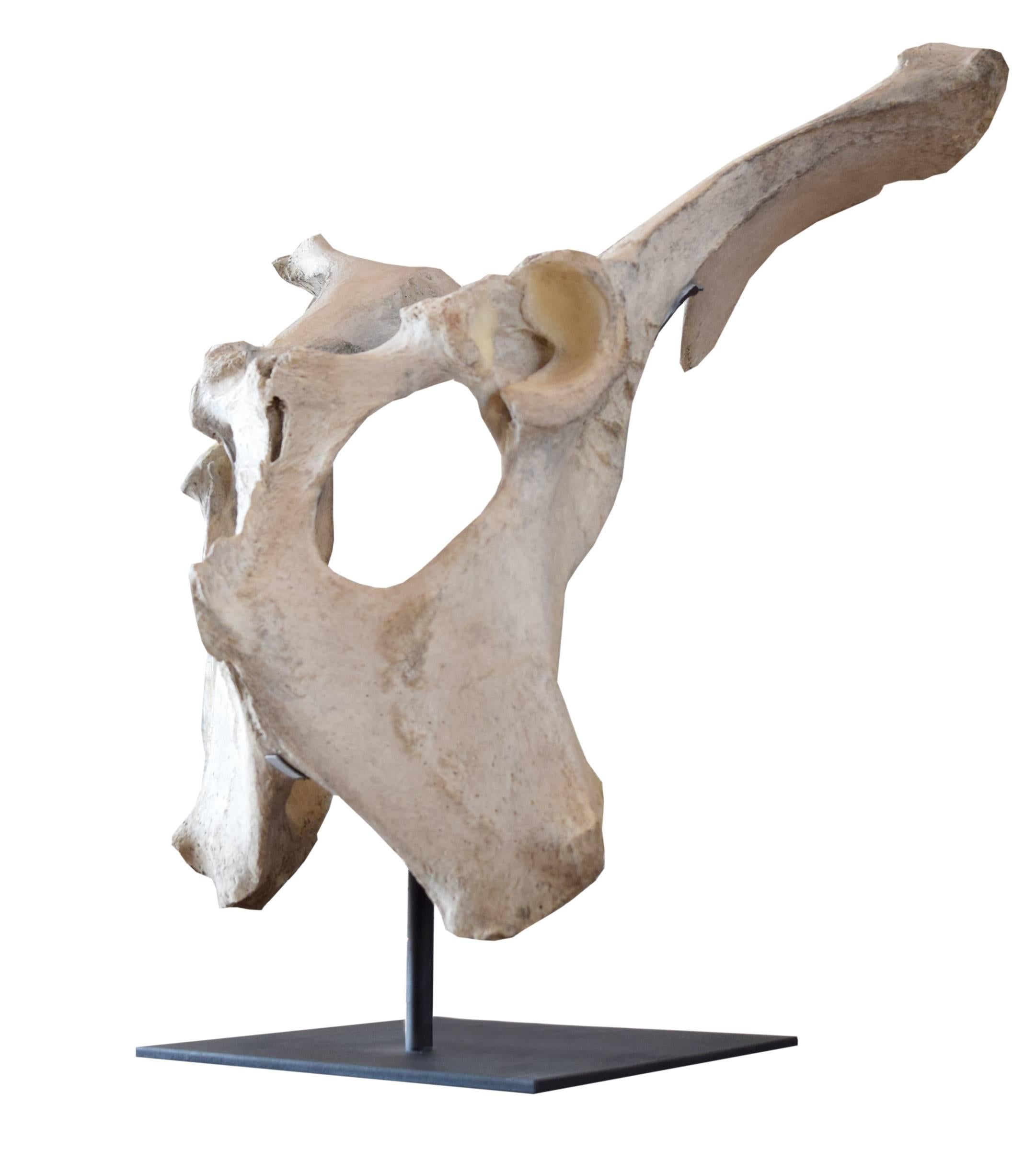 A sculptural moose pelvis on a custom steel mount.