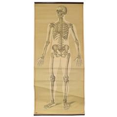 Antique Skeleton Poster from the Deutsche Hygiene Museum
