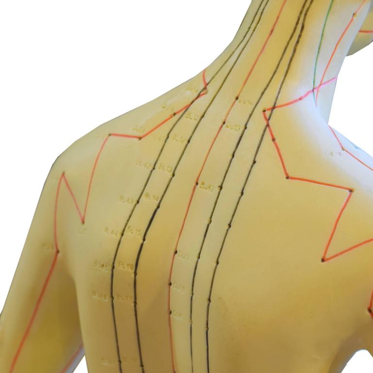 Set Of Male And Female Acupuncture Models At 1stdibs