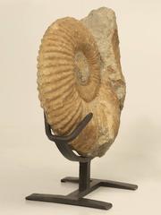 Ammonite Fossil from Morocco