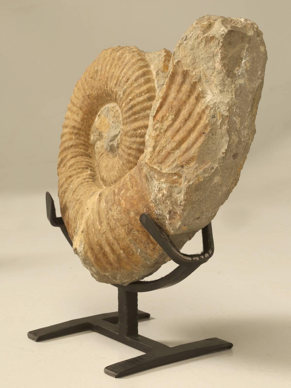 Prehistoric Ammonite Fossil from Morocco
