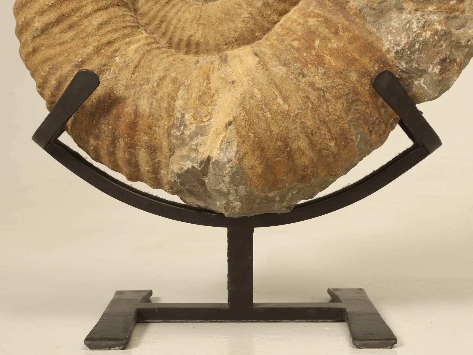 Ammonite Fossil from Morocco 1