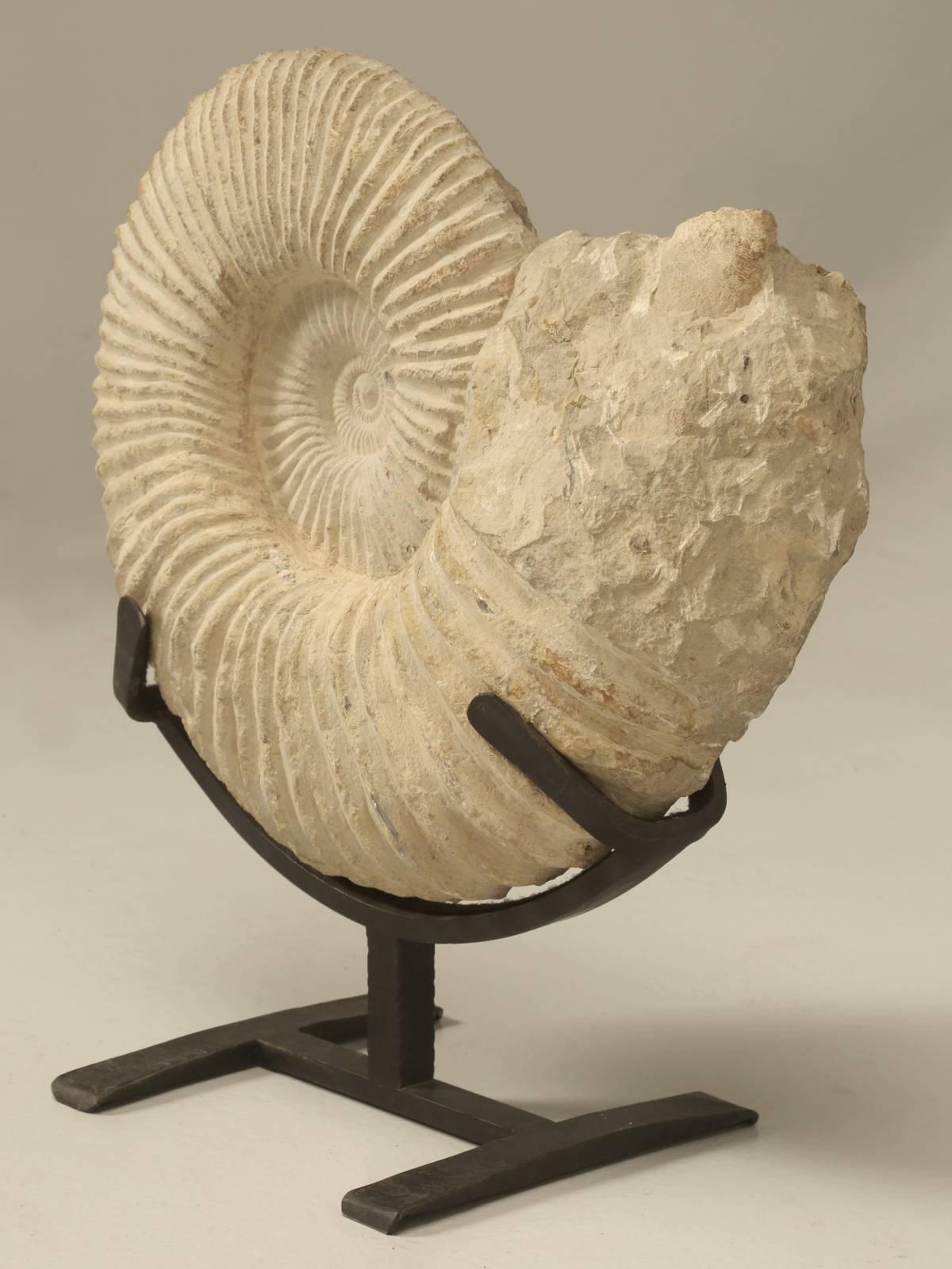 Ammonites began surfacing during the Mid-Devonian period roughly 400 million years ago, that were mollusks, with tightly coiled shells on a single plane and known as Homomorphs. They matured and increased in size, chambers were added at the opening.