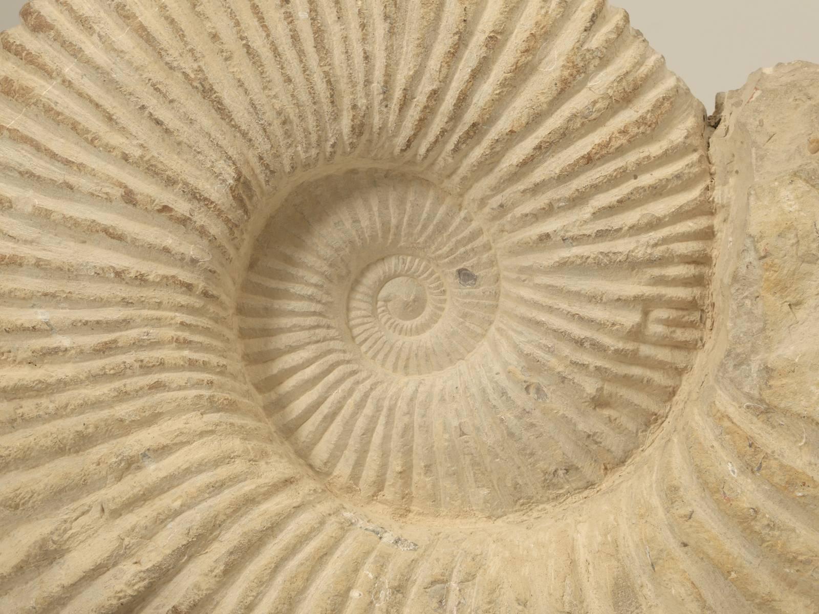 where are ammonite fossils found