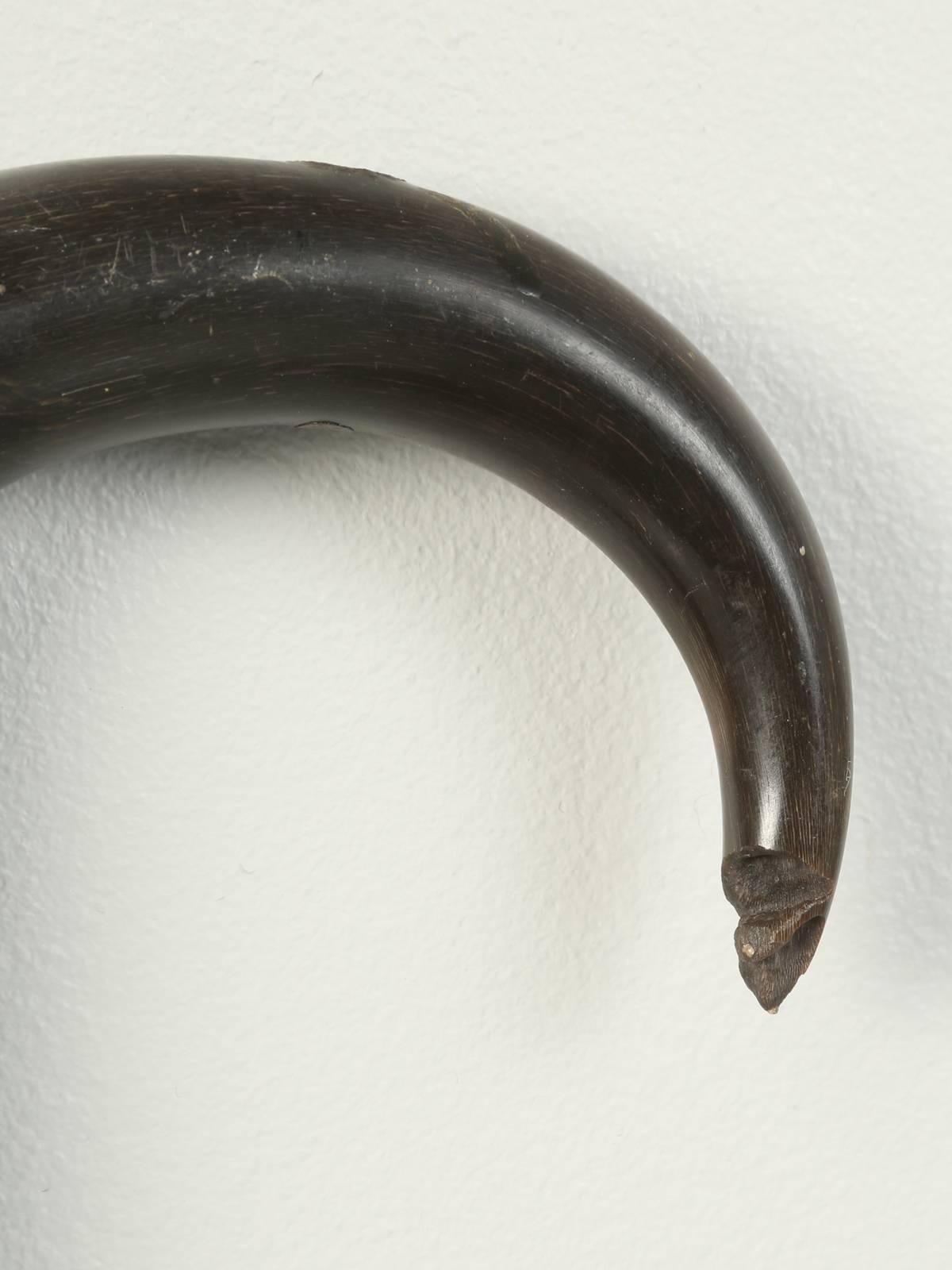 Antique French Horn Handle Walking Stick, or Cane That Was Once a Gun In Fair Condition In Chicago, IL