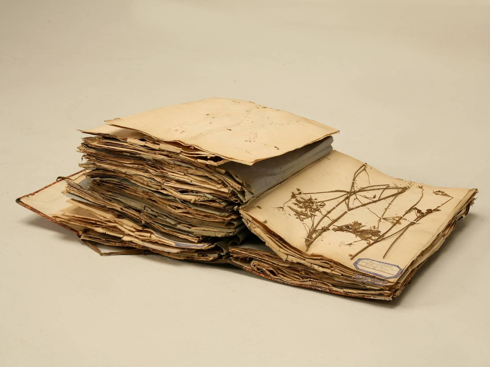 Country Pressed Botanicals from a French Monastery School