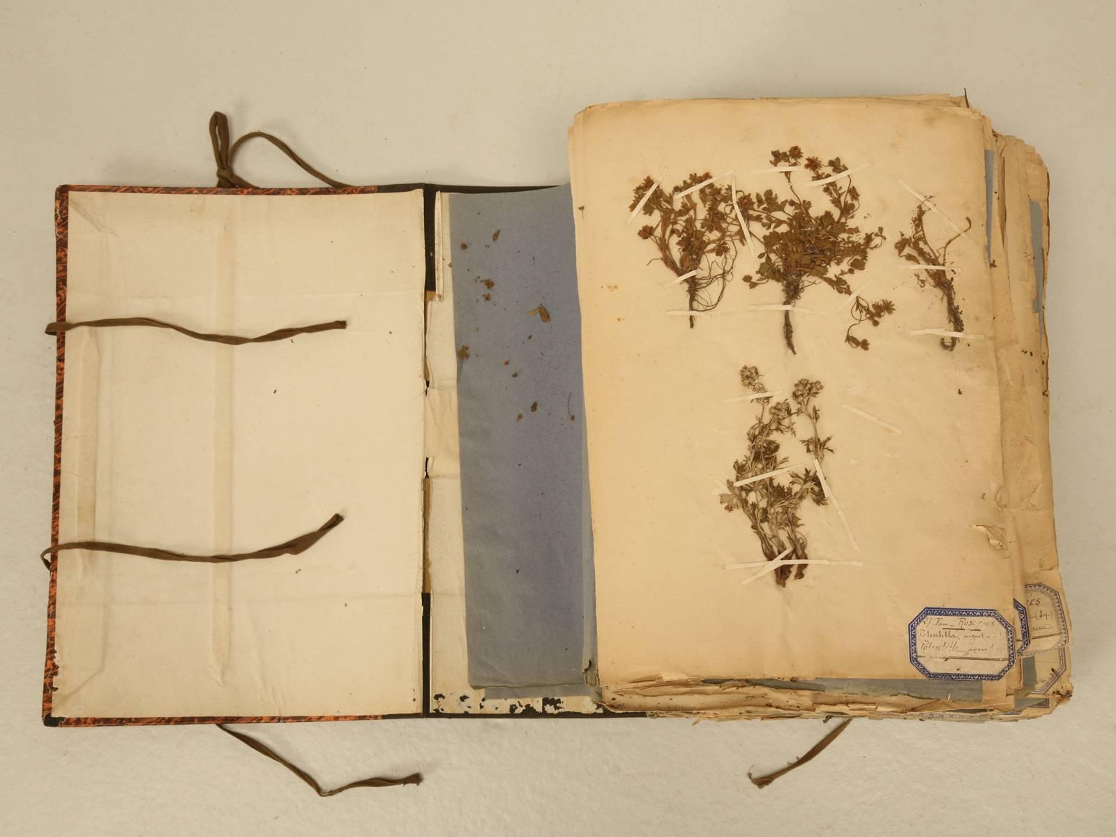 Gibraltarian Pressed Botanicals from a French Monastery School