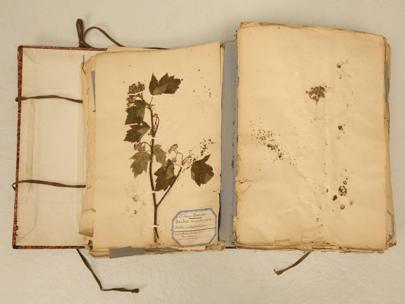 Pressed Botanicals from a French Monastery School In Fair Condition In Chicago, IL