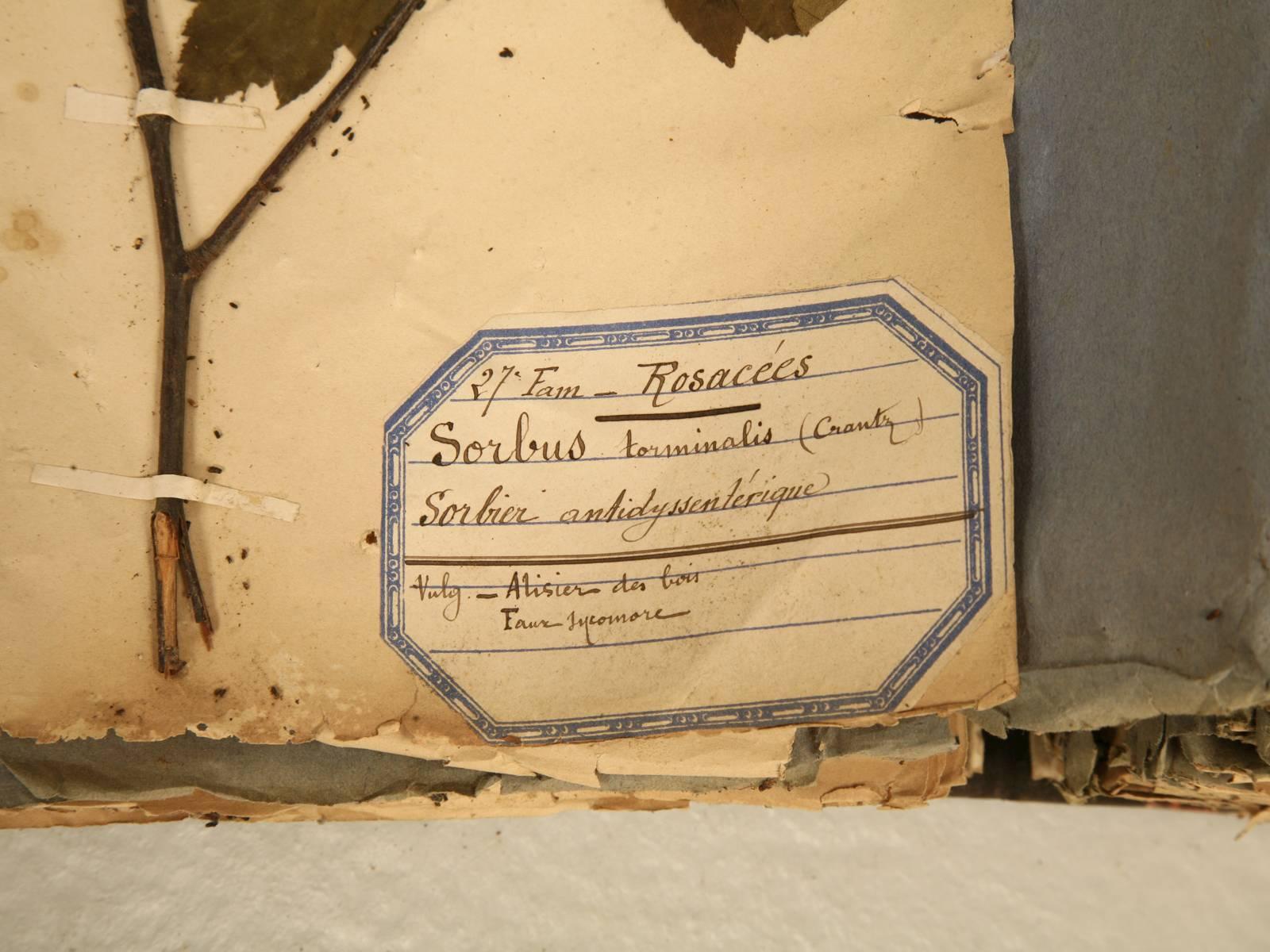 Late 19th Century Pressed Botanicals from a French Monastery School