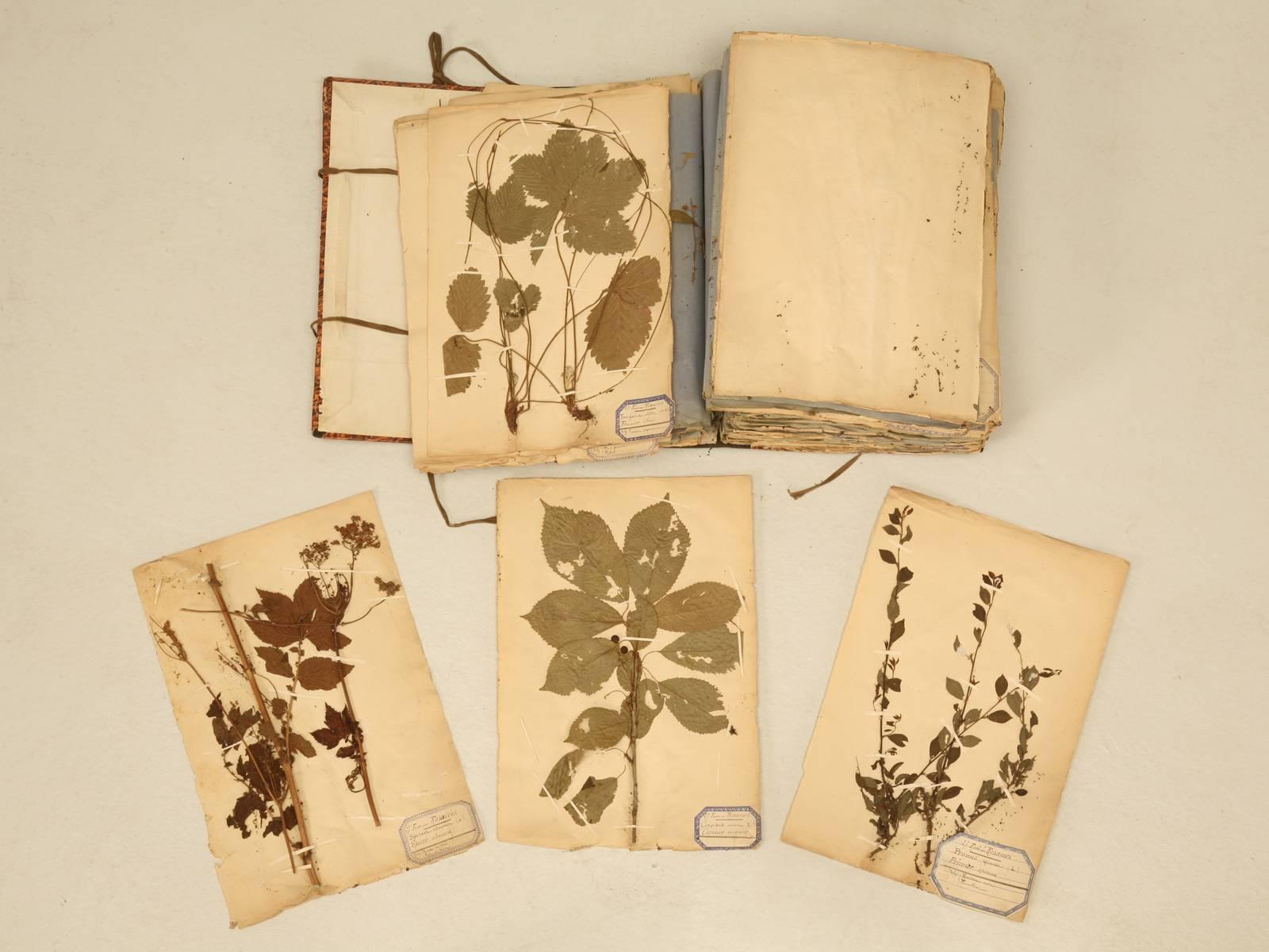 Pressed Botanicals from a French Monastery School 1