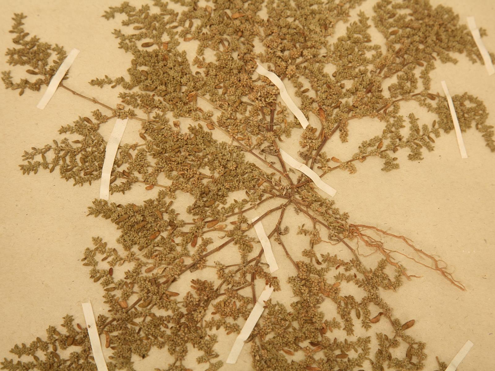 Pressed Botanicals from a French Monastery School 3