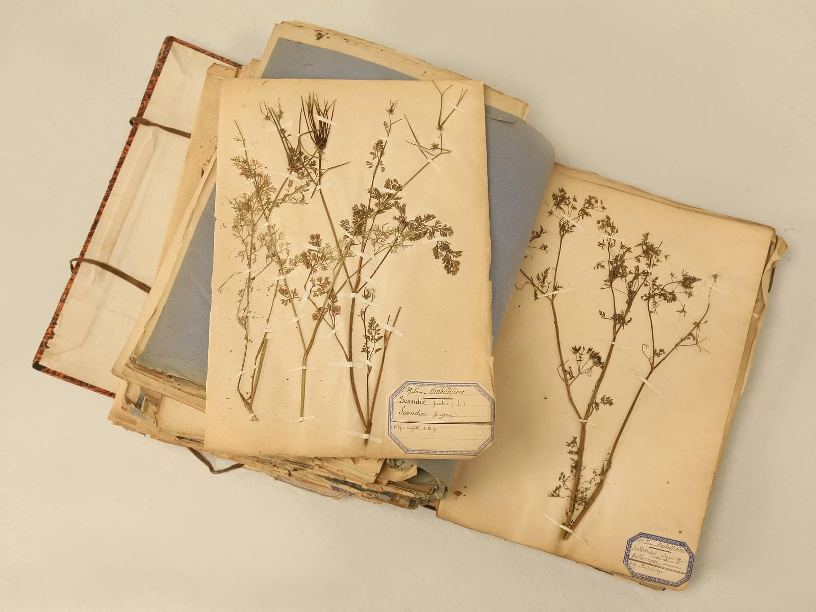Pressed Botanicals from a French Monastery School 4