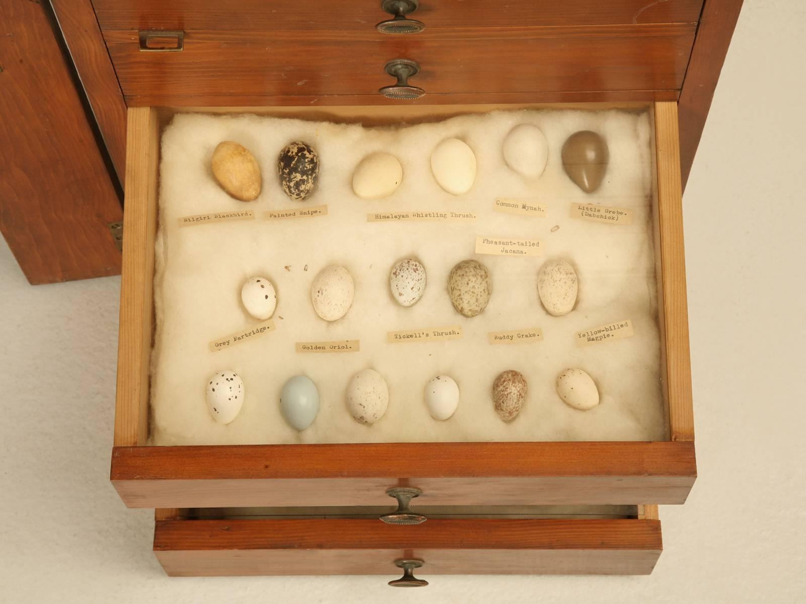 Mid-20th Century Antique Specimen Multi-Drawer Small Cabinet from England c1920's-1930's For Sale