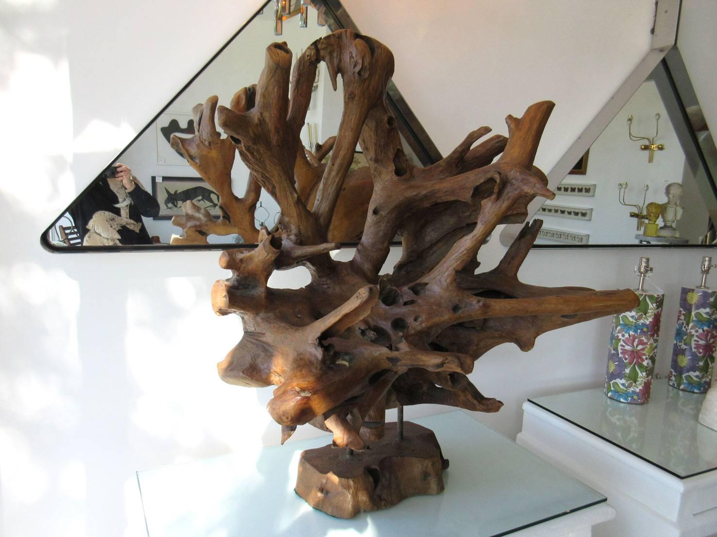 Petrified wood organic sculpture, attractive from all angles.