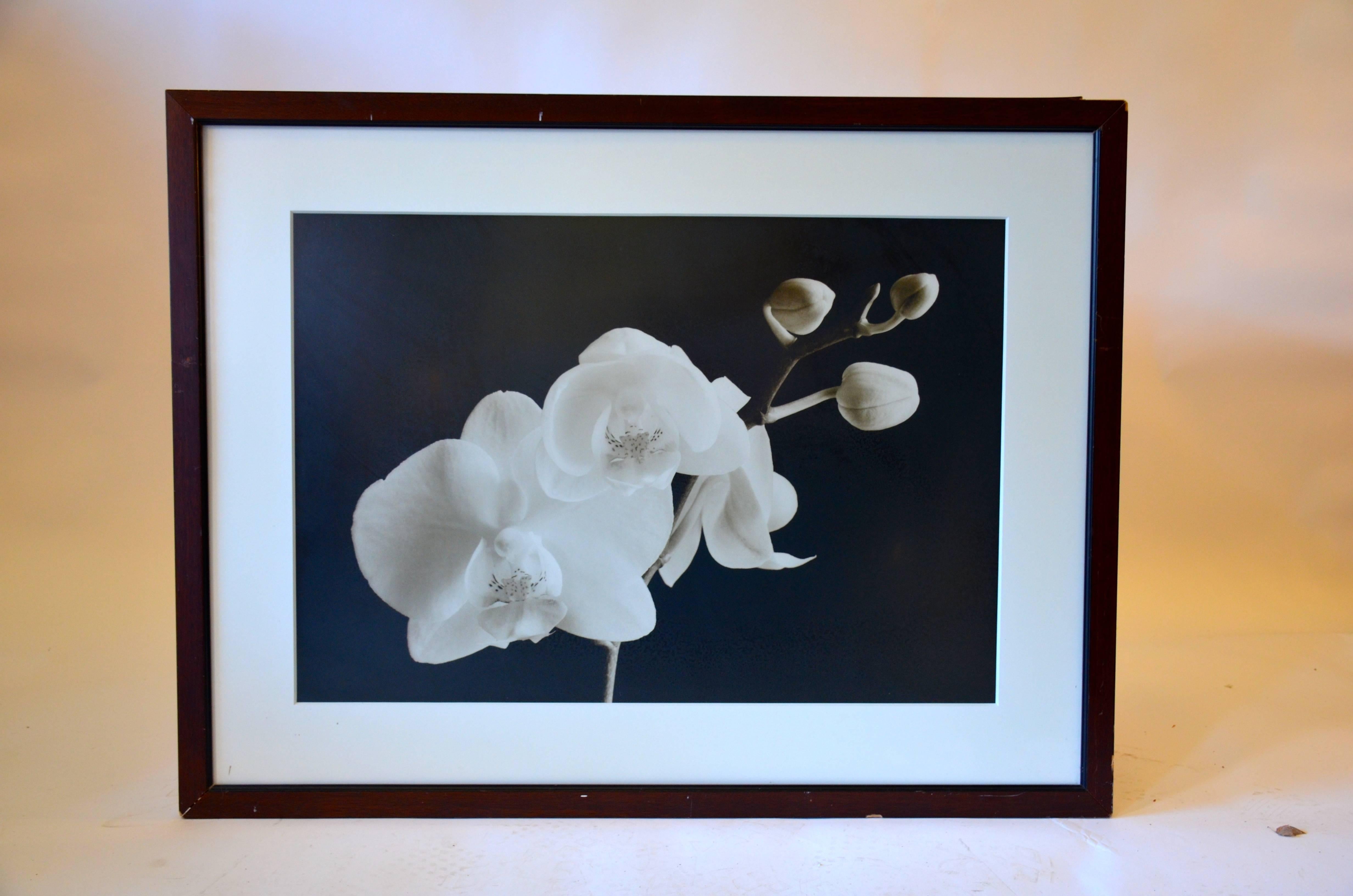 Sepia Orchid Print In Good Condition For Sale In Southampton, NY