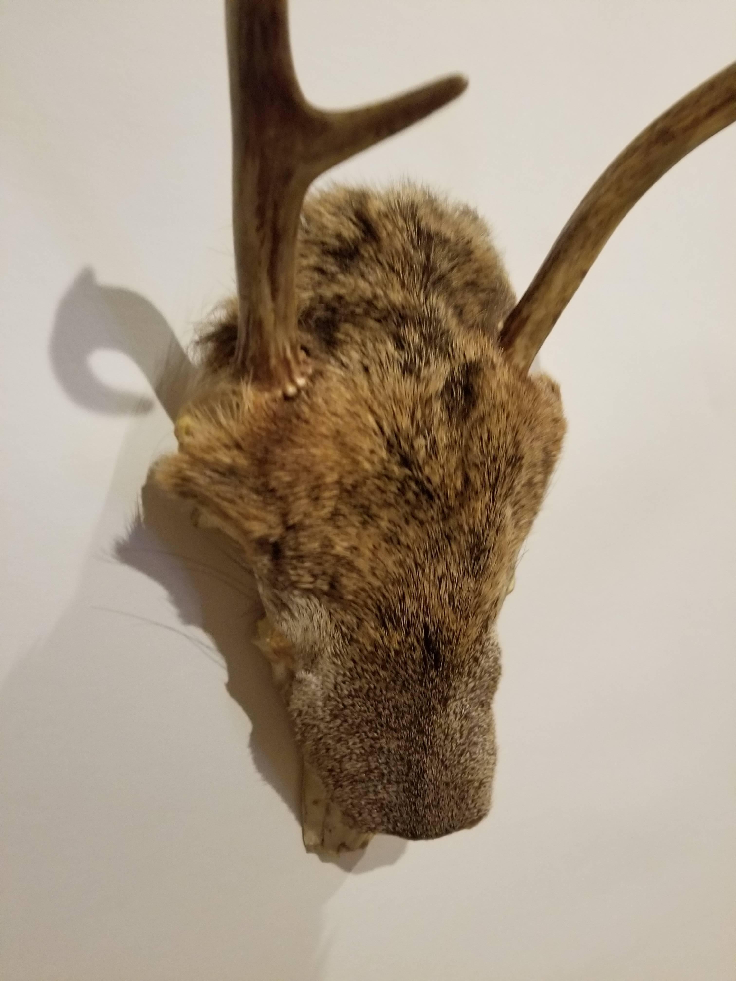 American Pair of Deer Taxidermy Antlers For Sale