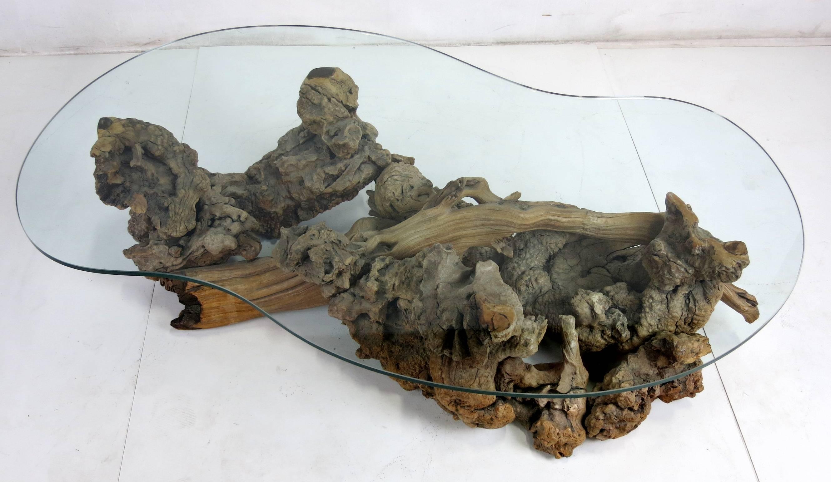Assemblage of several pieces of gnarly root wood attached around a central spar of weathered cypress. The table is in beautiful original condition and supports a thick piece of free-form glass.